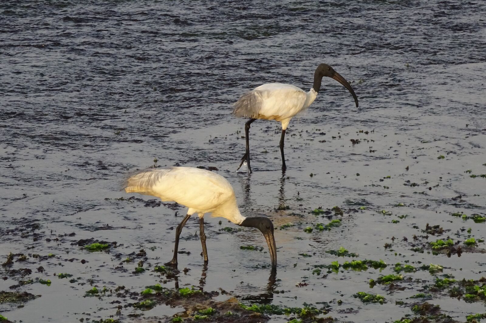 Sony Cyber-shot DSC-HX90V sample photo. Bird, ibis, black-headed ibis photography