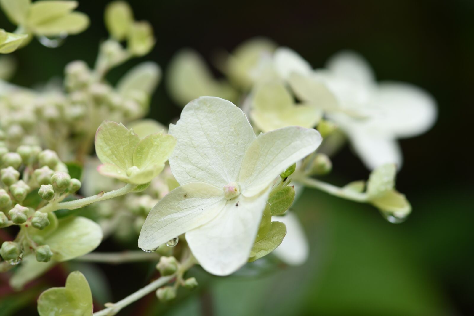 Nikon D750 sample photo. White, hydrangea, flower photography