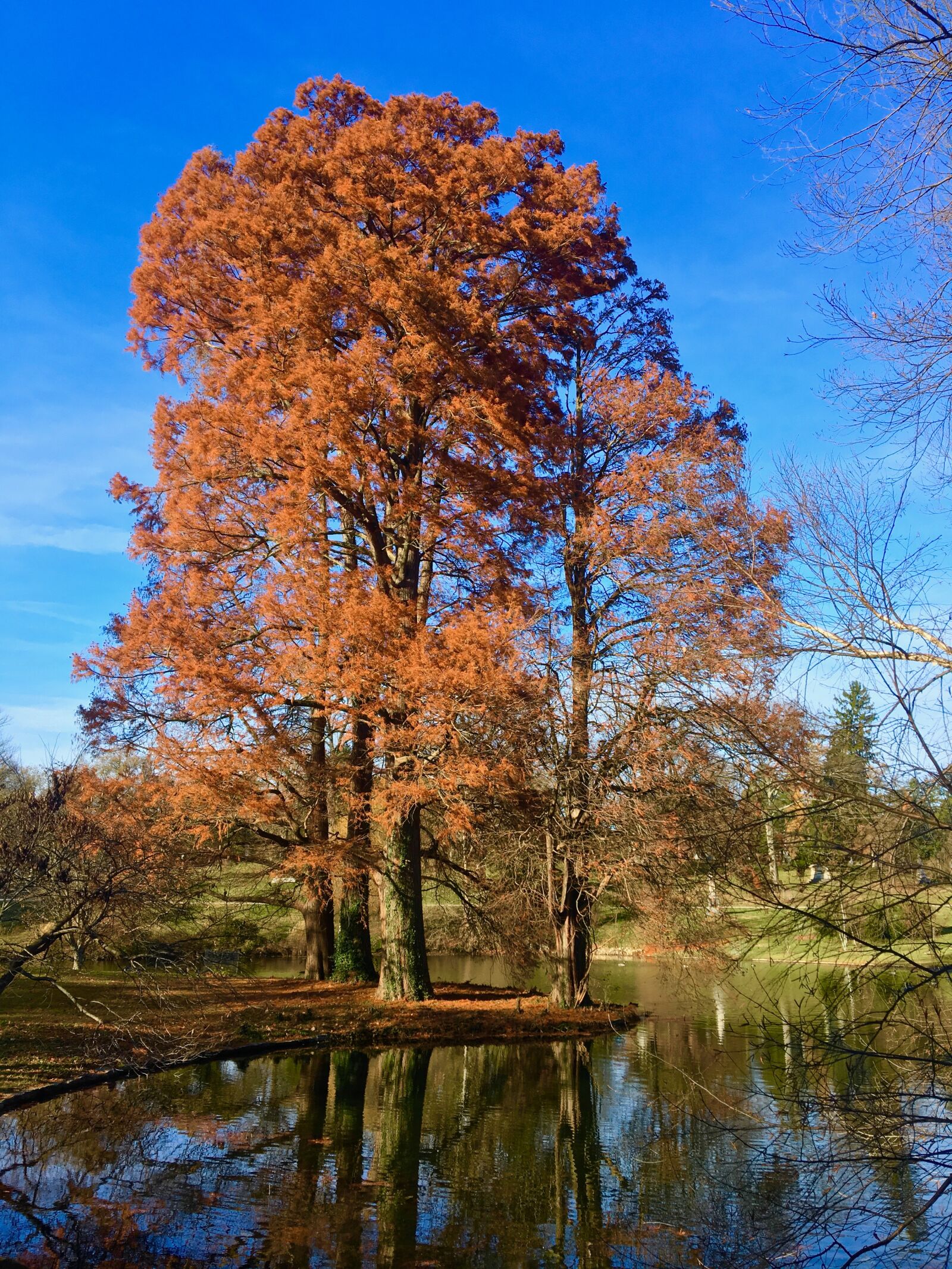 Apple iPhone 6s sample photo. Fall leaves, cemetery pond photography