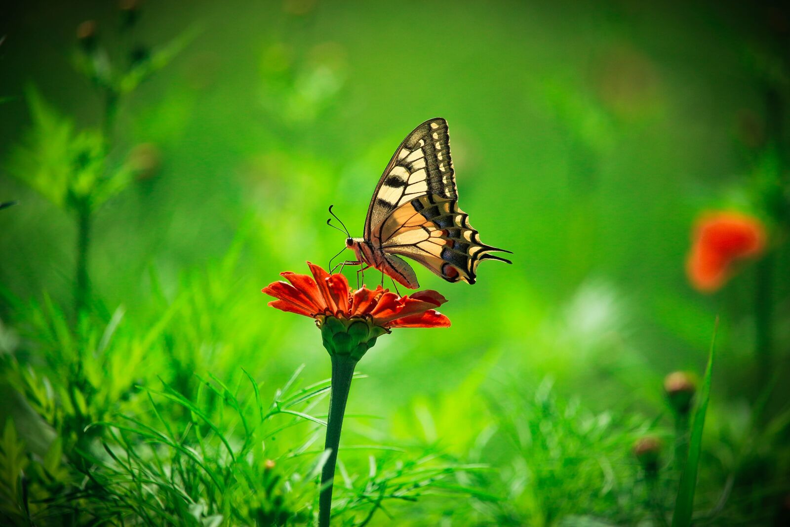 Canon EF-S 55-250mm F4-5.6 IS STM sample photo. Animals, butterflies, insect photography