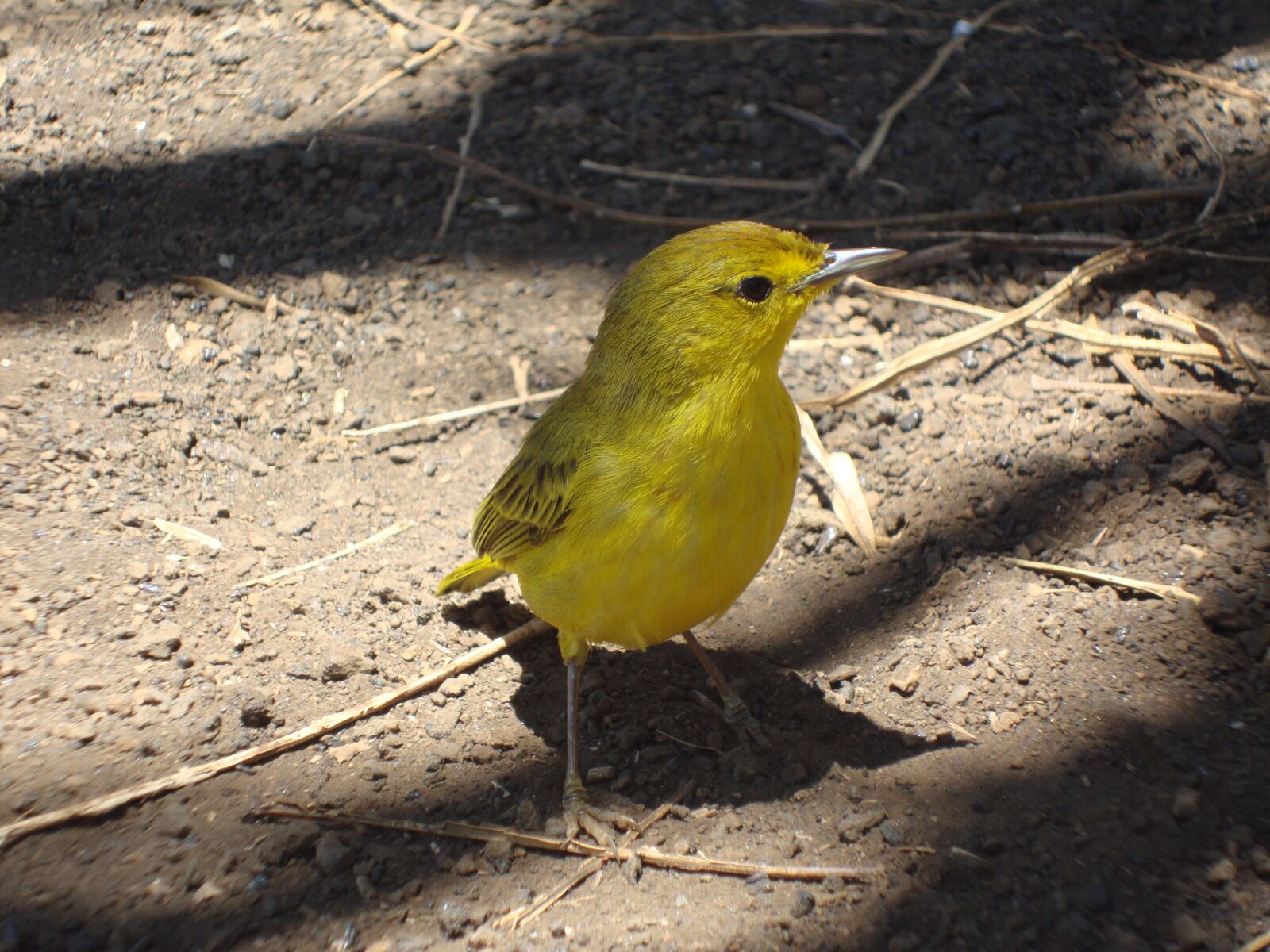 Sony Cyber-shot DSC-W230 sample photo. Yellow bird, galapagos, sparrow photography