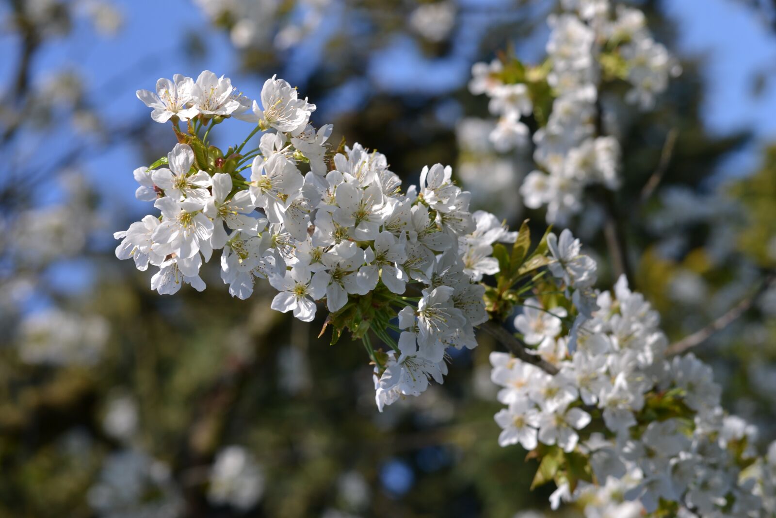 Nikon D3100 sample photo. Tree, plant, nature photography