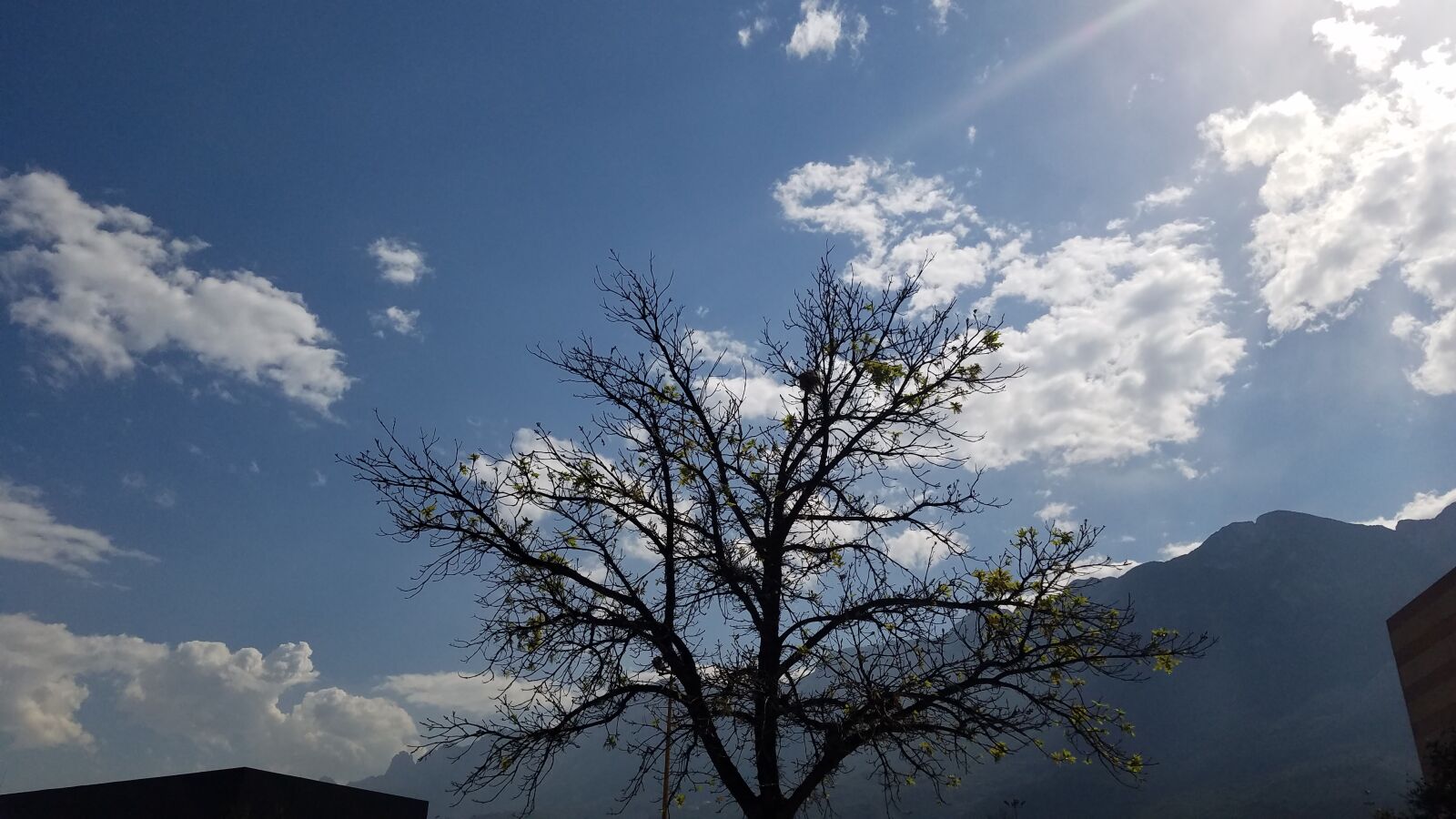 Samsung Galaxy S7 sample photo. Tree, monterrey, college photography