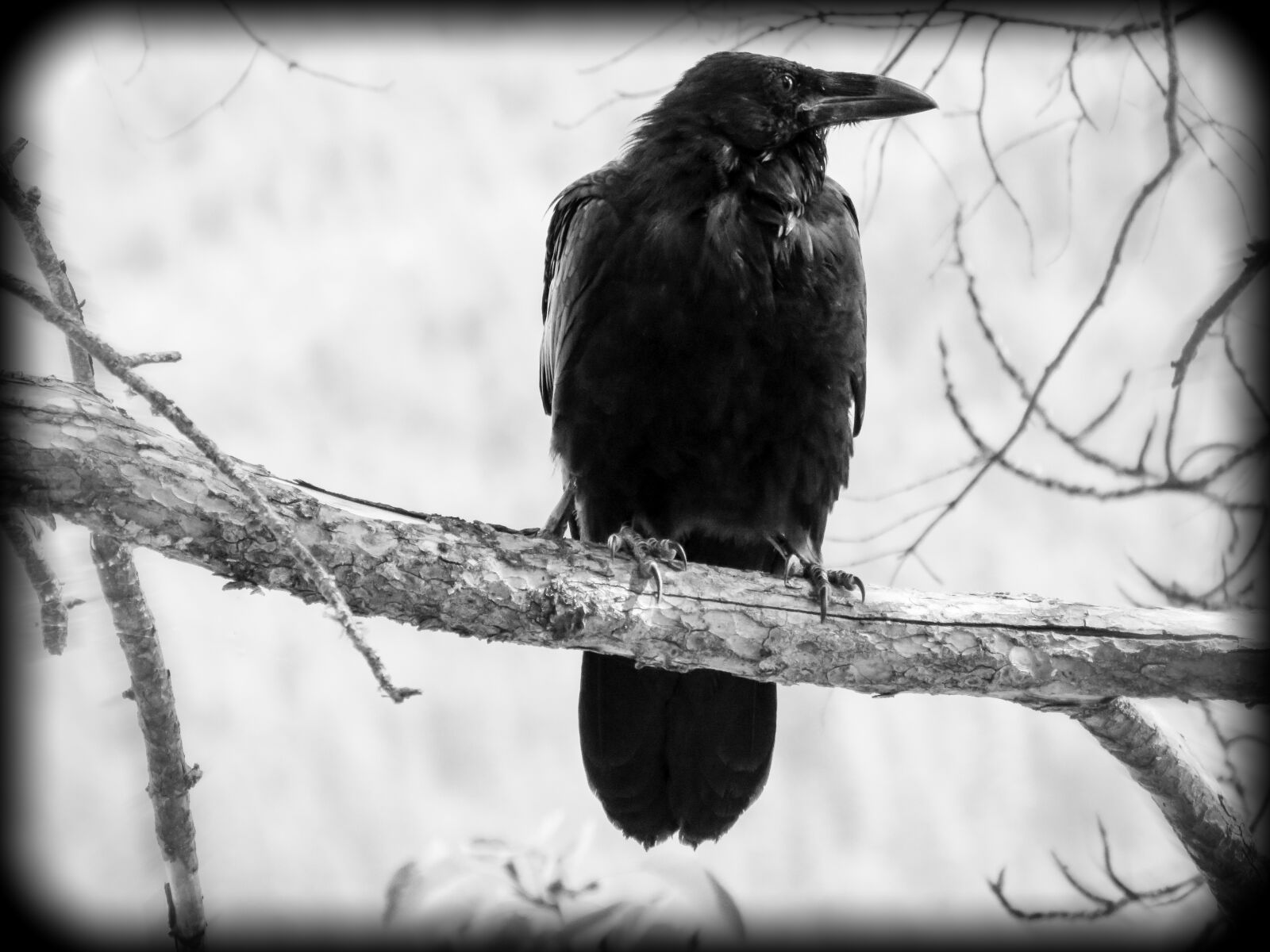 Canon PowerShot SX60 HS sample photo. Crow, bird, black photography