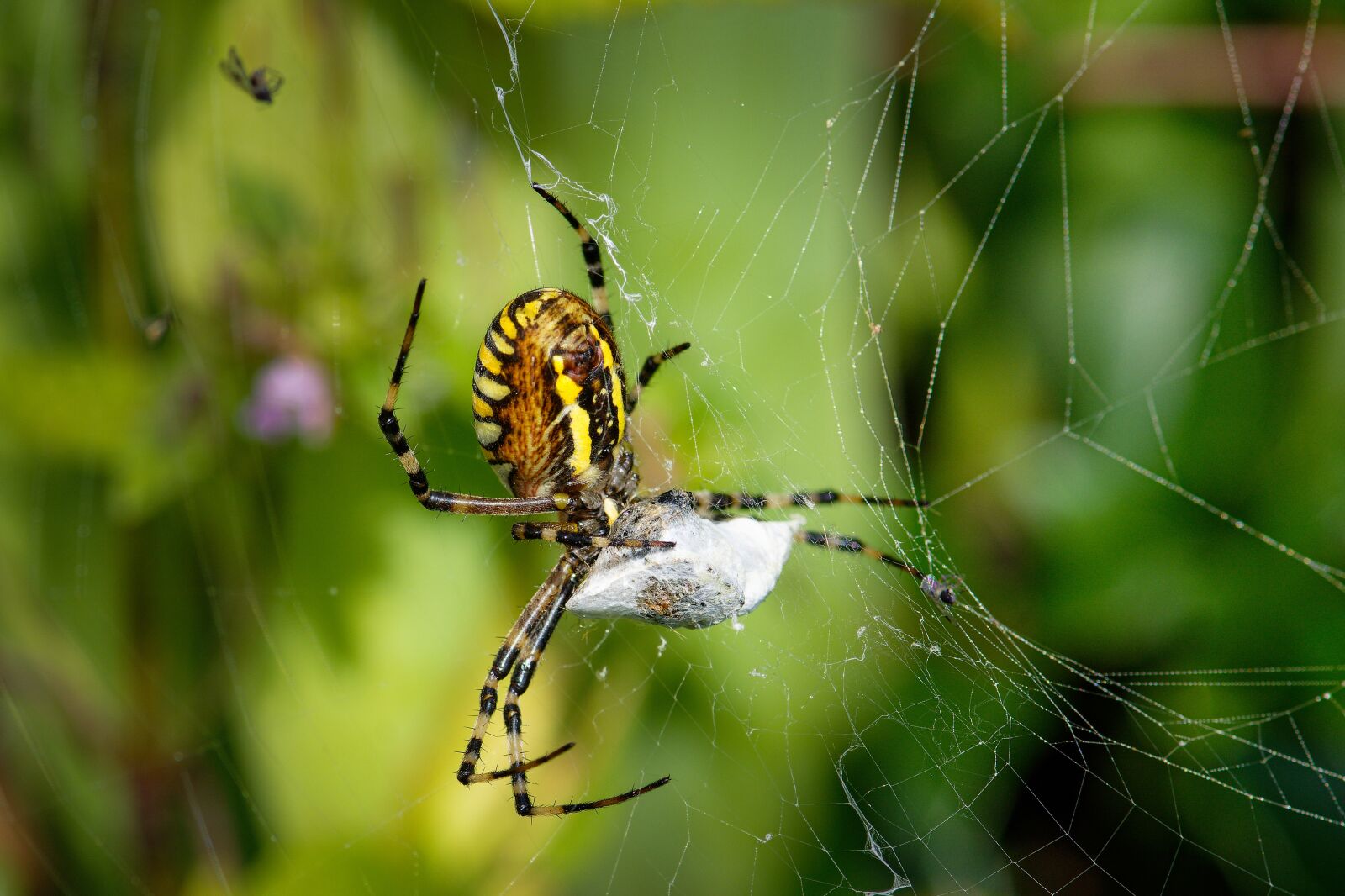 Nikon D7200 sample photo. Wasp spider, cobweb, food photography