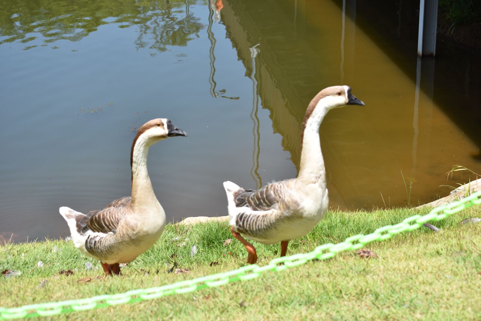 Nikon D7200 sample photo. Ganghwado, duck, tourist destination photography