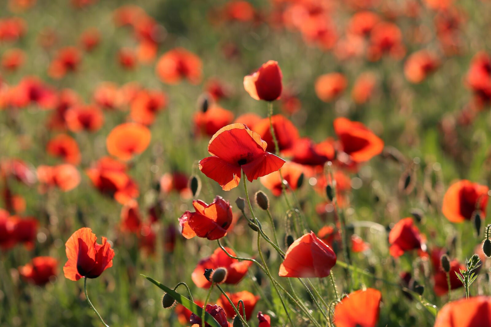 Canon EF 70-300 F4-5.6 IS II USM sample photo. Red poppy, evening, bloom photography