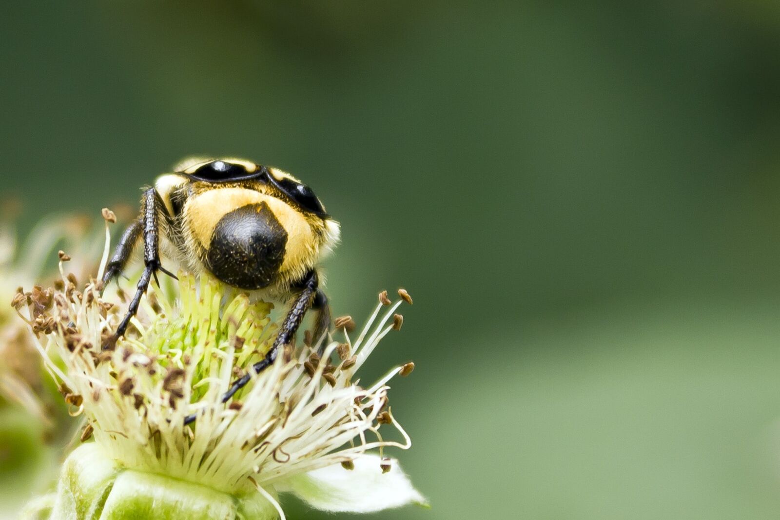 Canon EF-S 18-55mm F3.5-5.6 IS sample photo. Beetle, close-up, insect, pistil photography