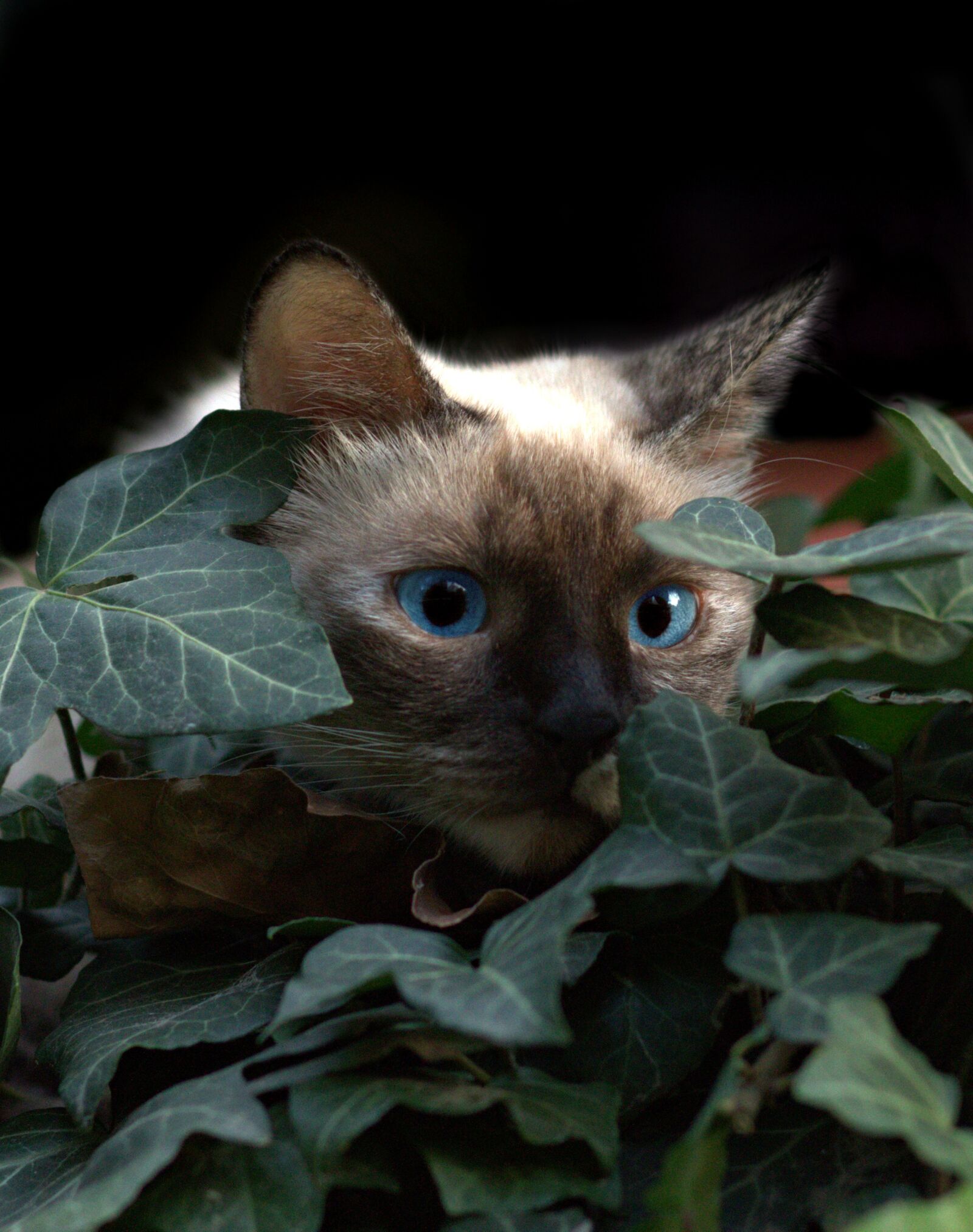 Canon EOS 700D (EOS Rebel T5i / EOS Kiss X7i) + Canon EF 85mm F1.8 USM sample photo. Cat, burmese, blue eyes photography
