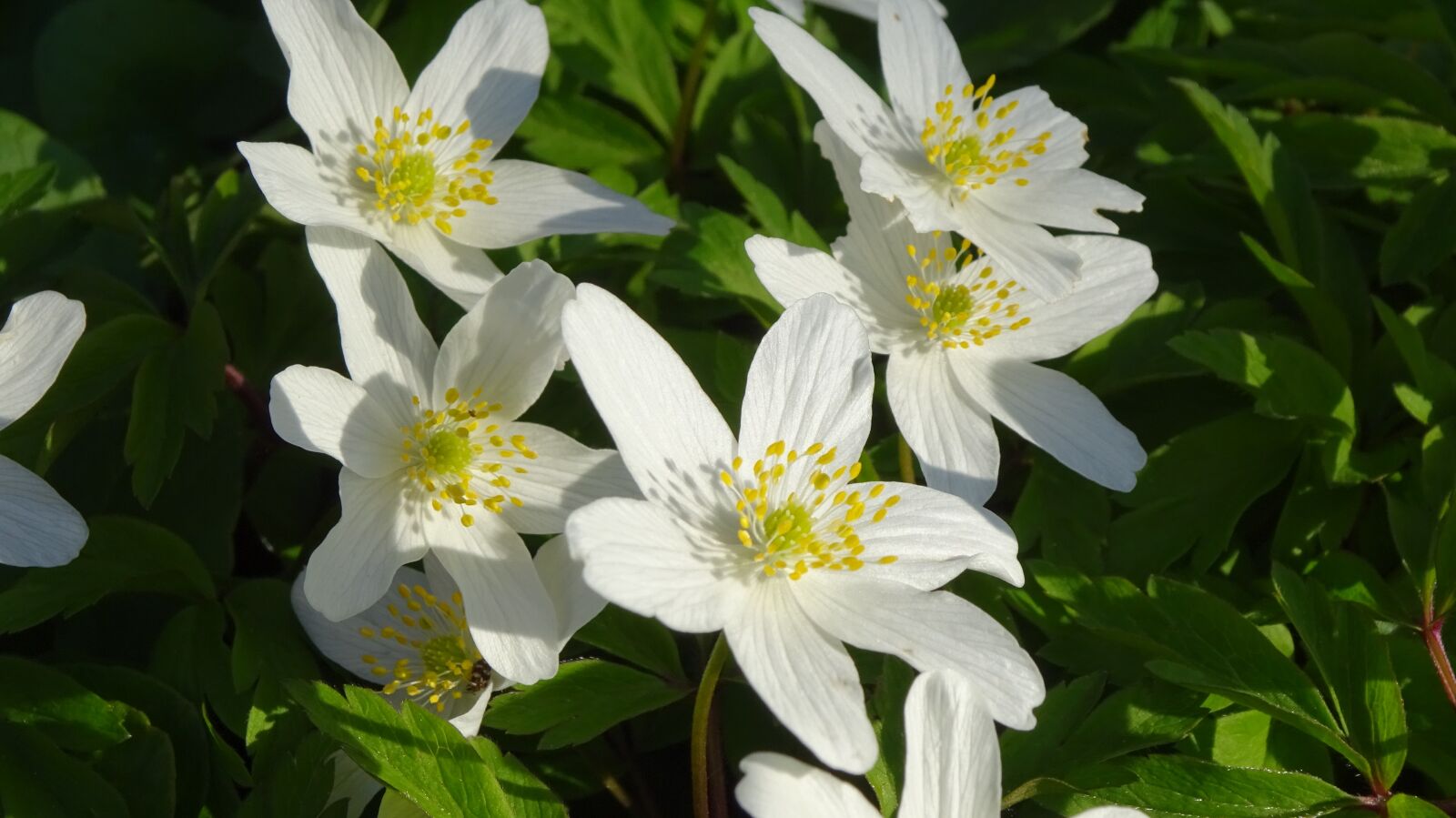 Sony Cyber-shot DSC-WX350 sample photo. Summer flowers, flower, garden photography