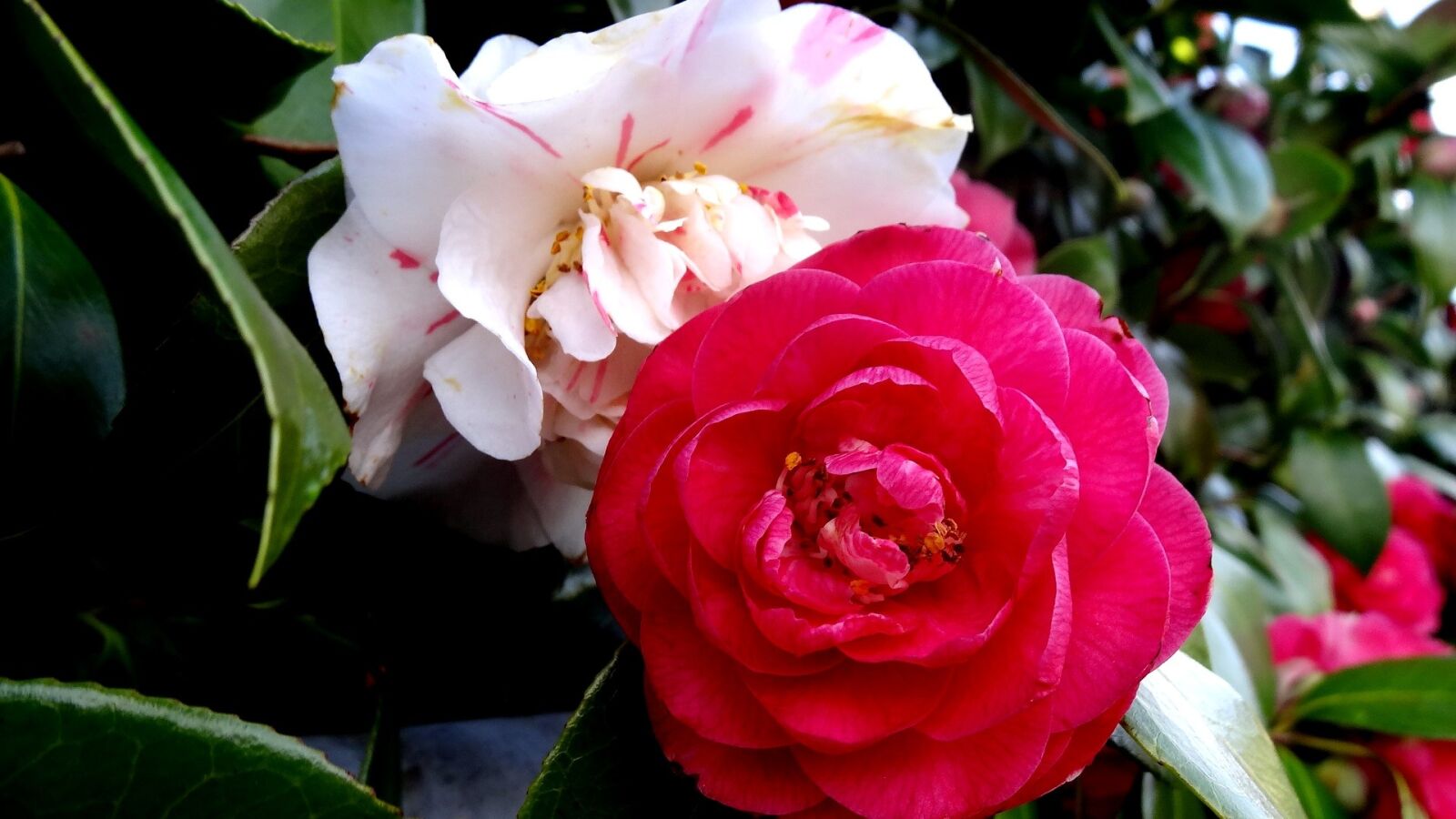 Sony Cyber-shot DSC-HX20V sample photo. Flower, nature, flora photography