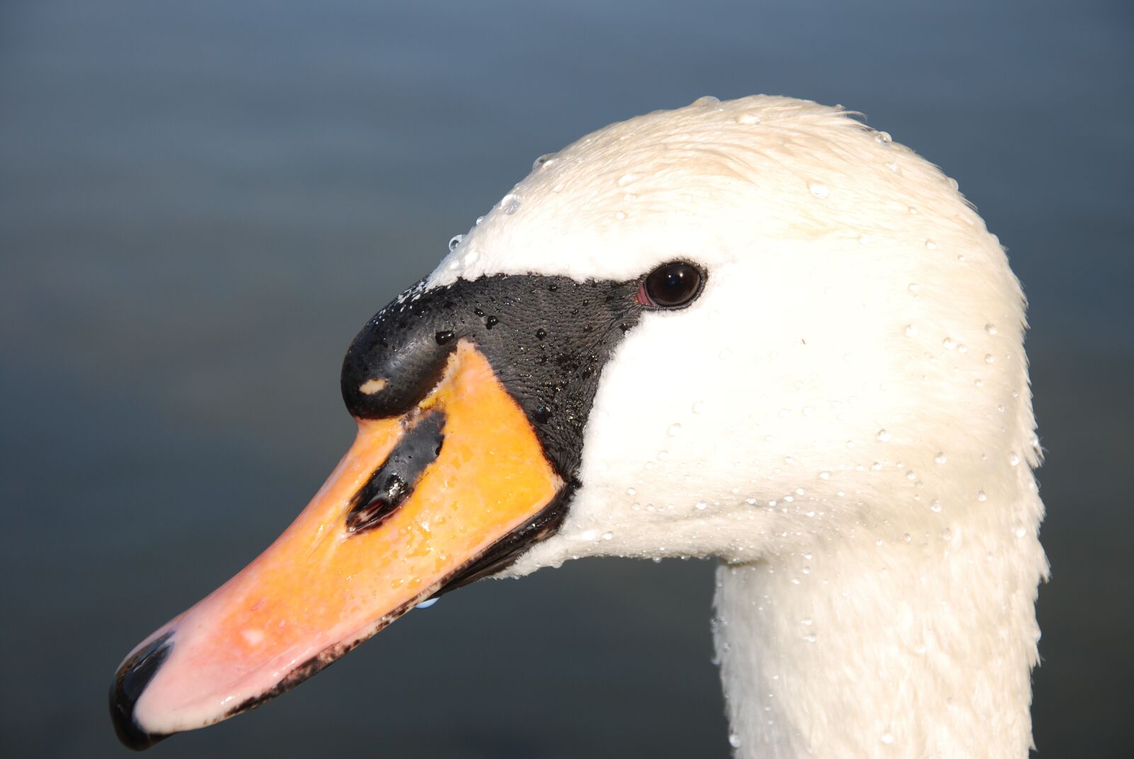 Nikon D60 sample photo. Swan, animal, water photography