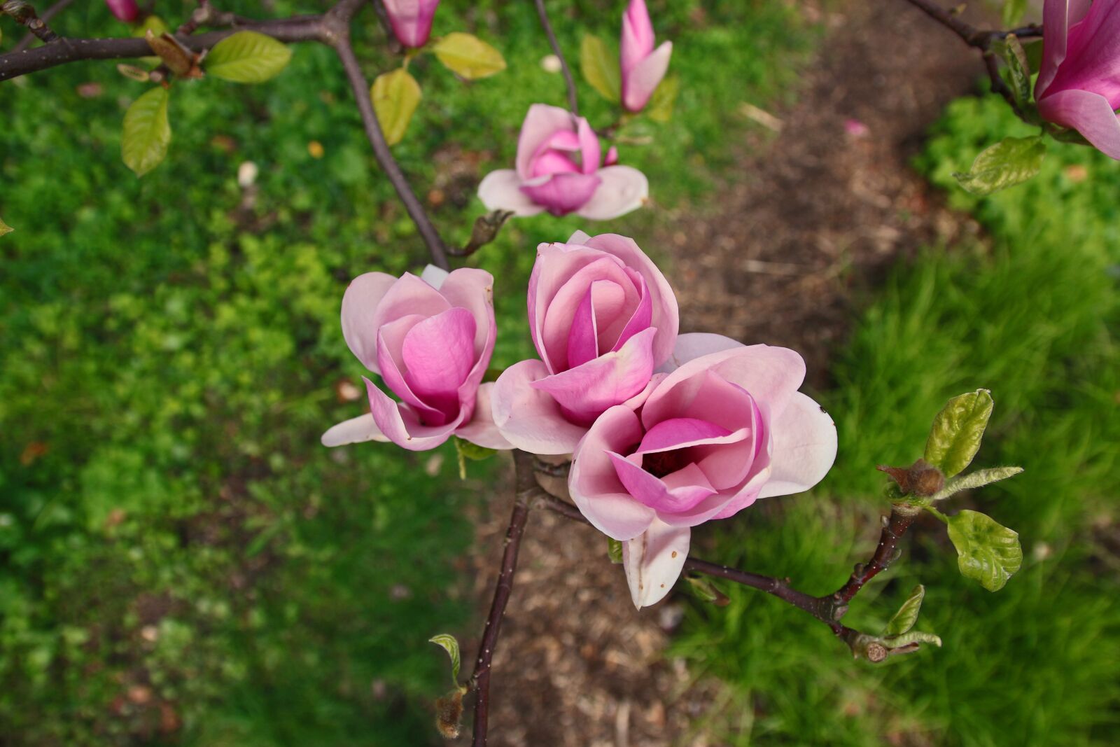 Canon EOS 70D sample photo. Magnolia, flower, magnolias photography