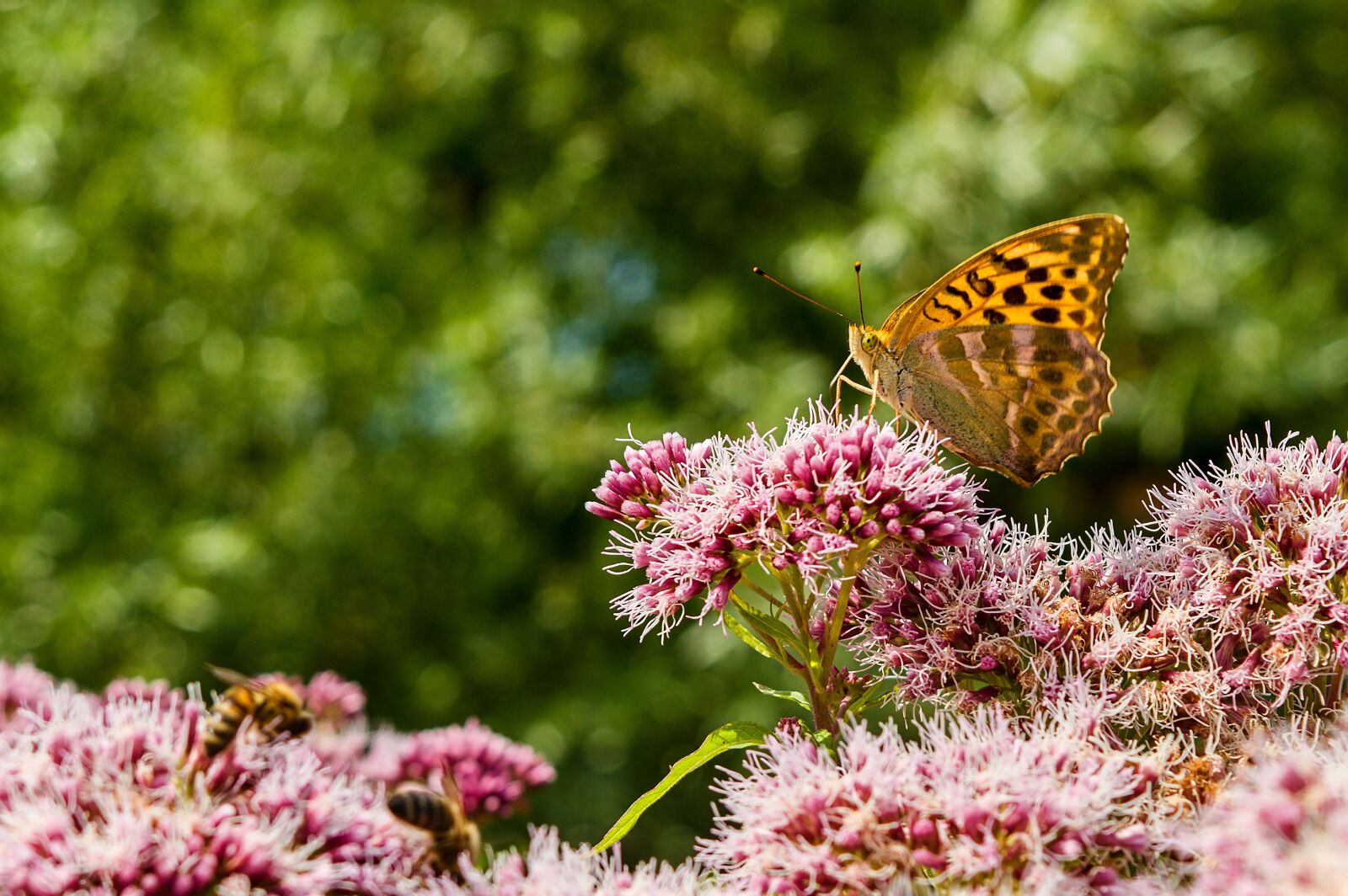 Nikon D3200 sample photo. Butterfly, flowers, nature photography