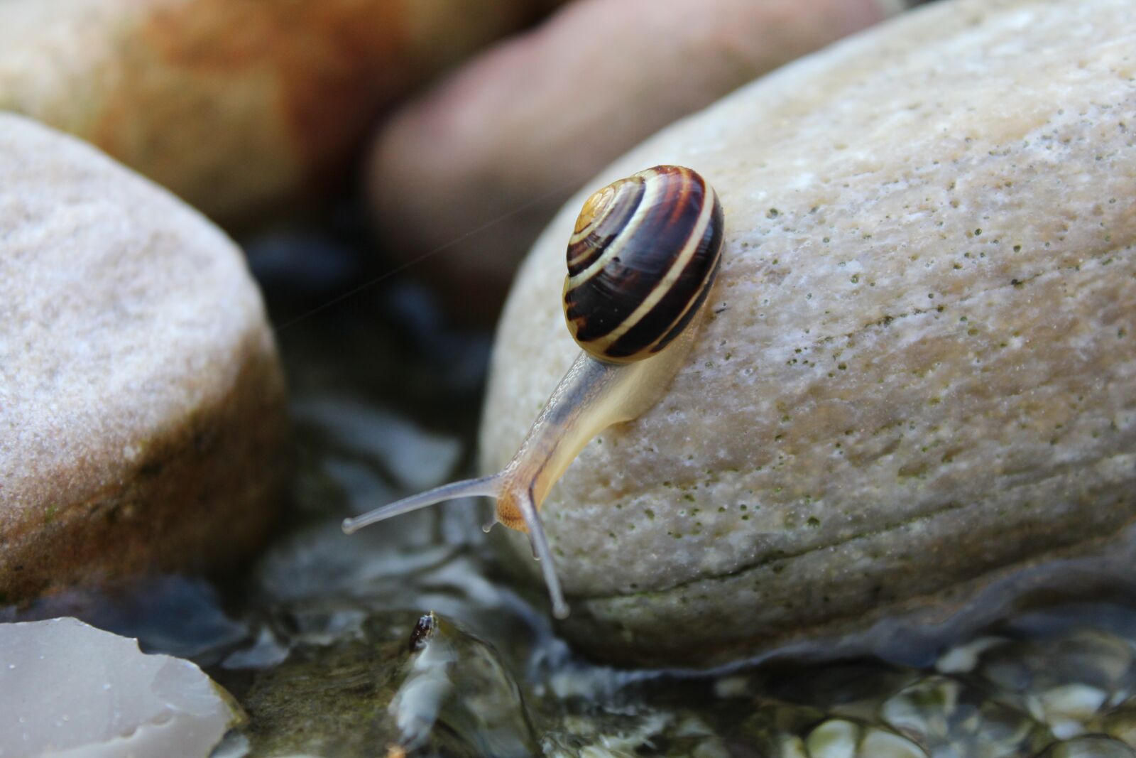 Canon EOS 1200D (EOS Rebel T5 / EOS Kiss X70 / EOS Hi) sample photo. Snail, animal, reptile photography