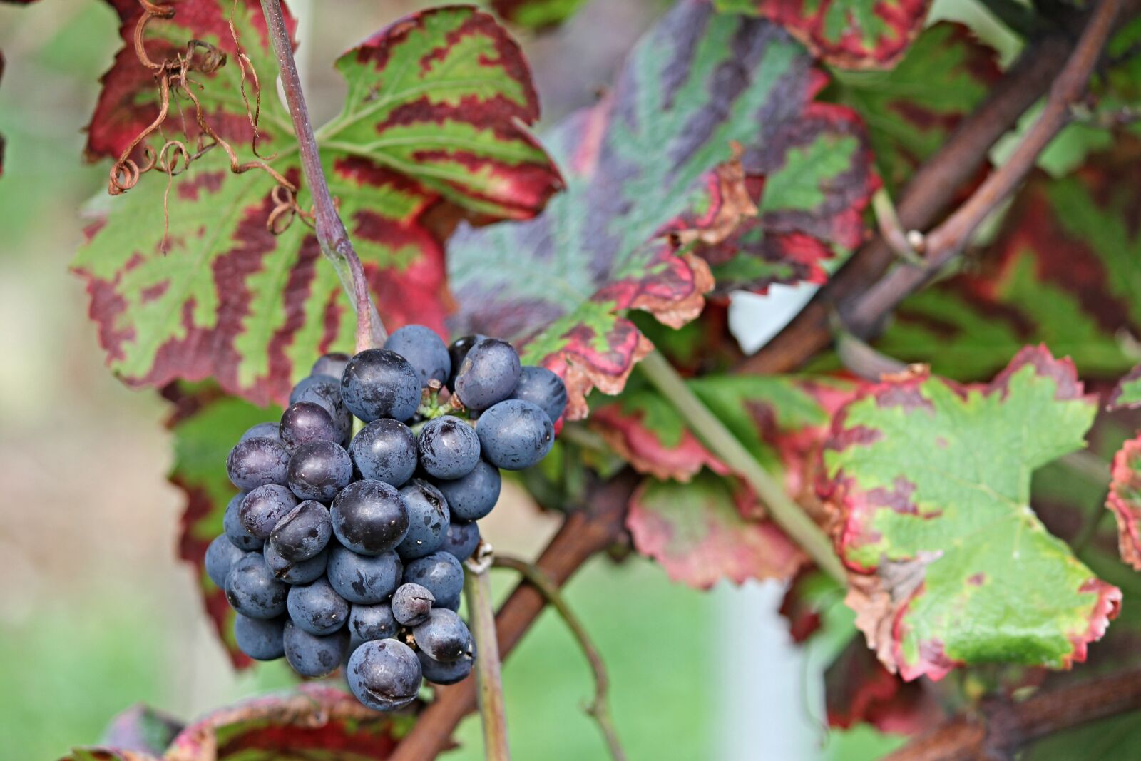 Canon EOS 1100D (EOS Rebel T3 / EOS Kiss X50) sample photo. Grapes, vine, autumn photography