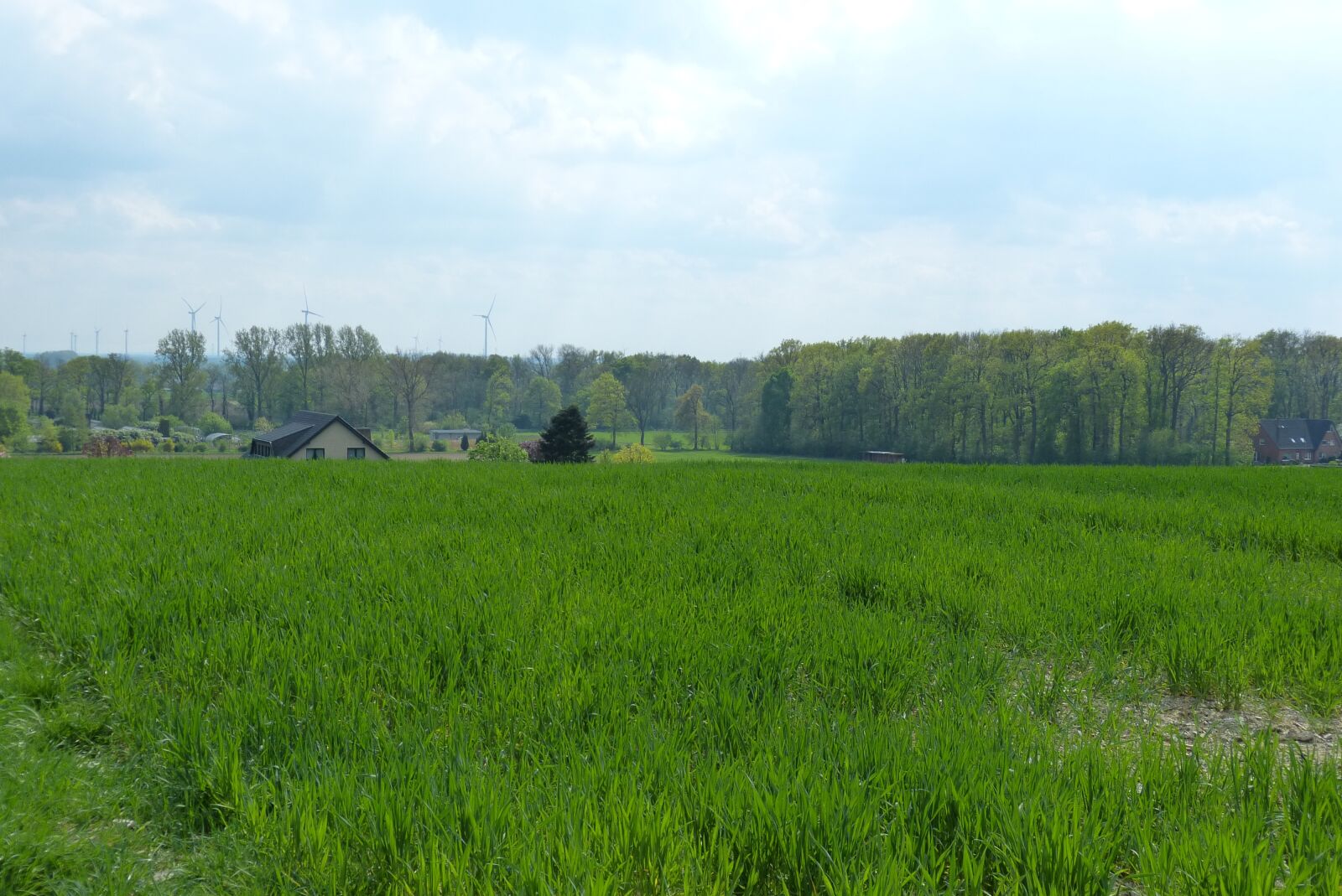Panasonic Lumix DMC-FZ150 sample photo. Agriculture, live, nature photography