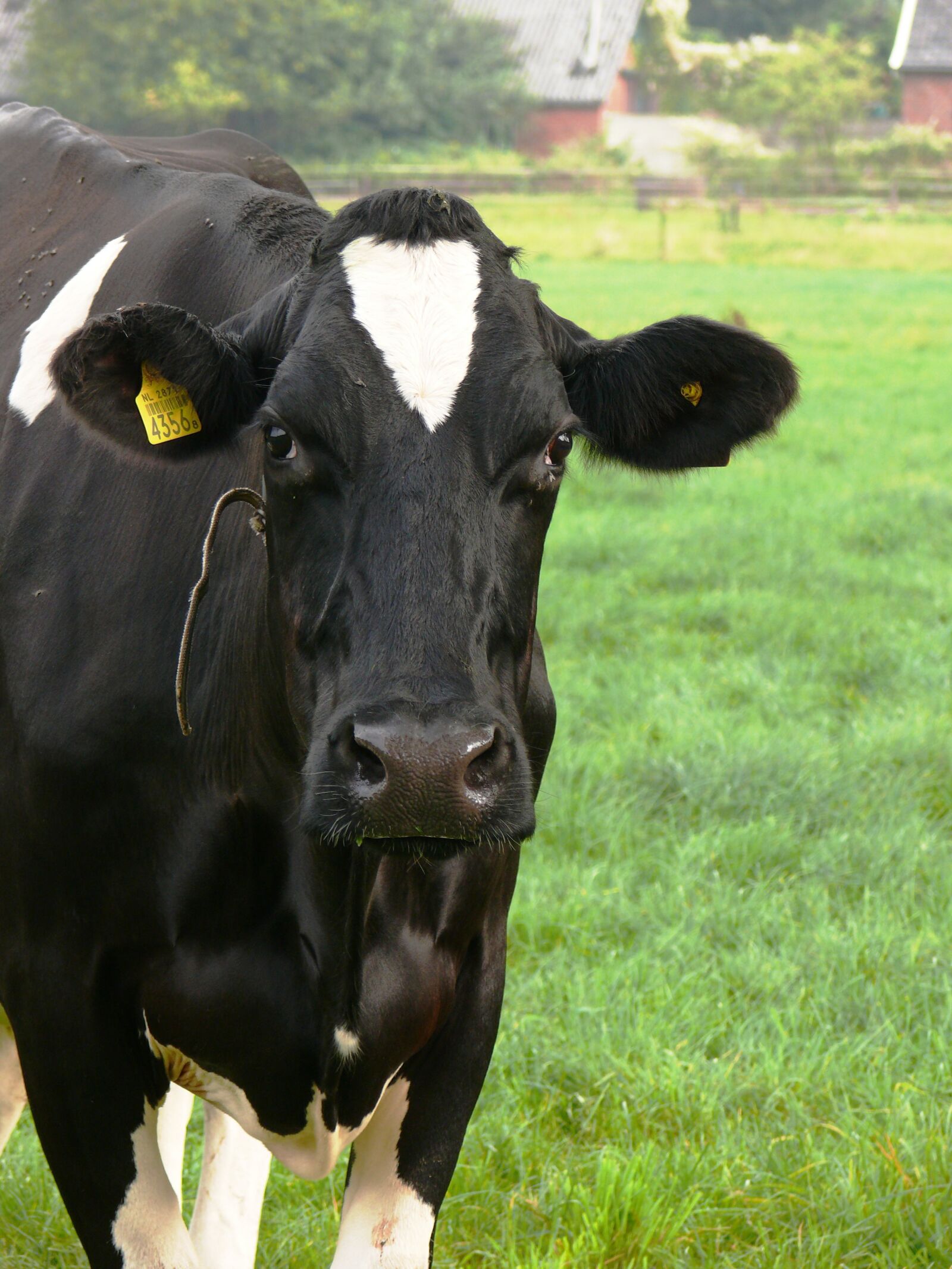 Panasonic DMC-FZ50 sample photo. Cow, landscape, pasture photography