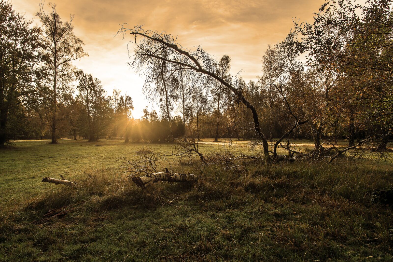 Nikon D7100 sample photo. Forest, sunrise, sun photography