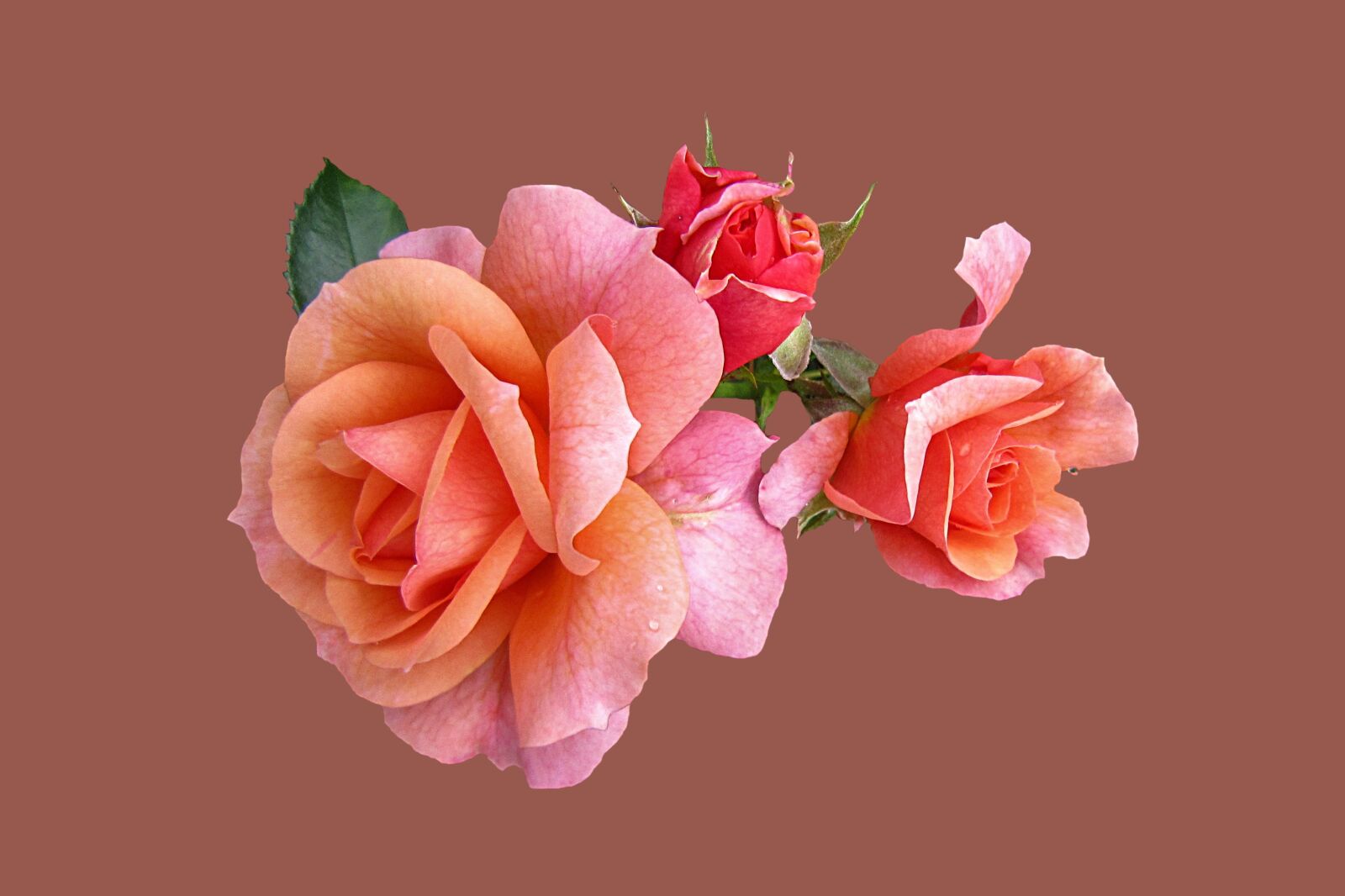Canon PowerShot SD3500 IS (IXUS 210 / IXY 10S) sample photo. Roses, rose apricola, isolated photography