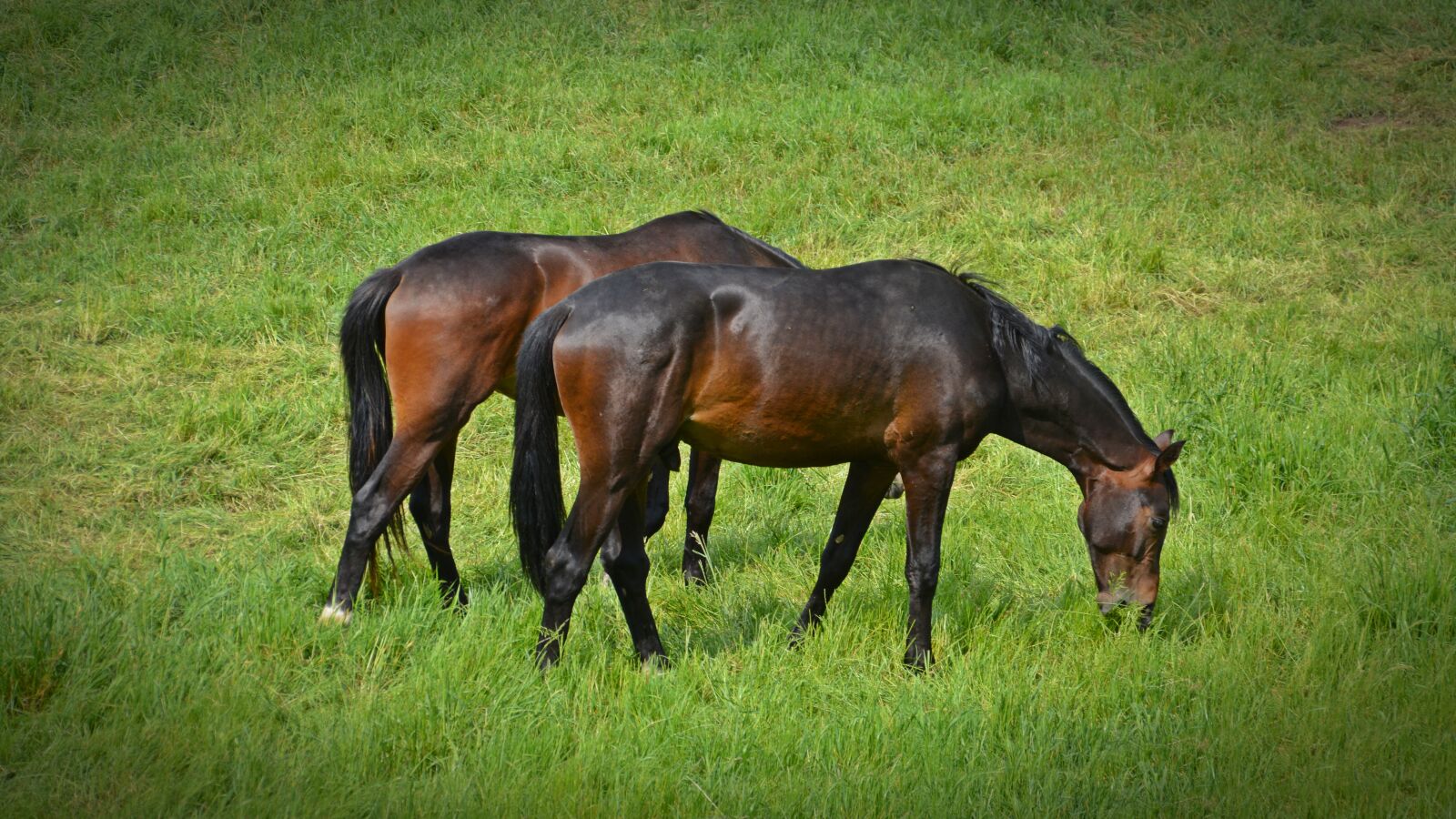 Nikon D5200 sample photo. Horses, flock, coupling photography