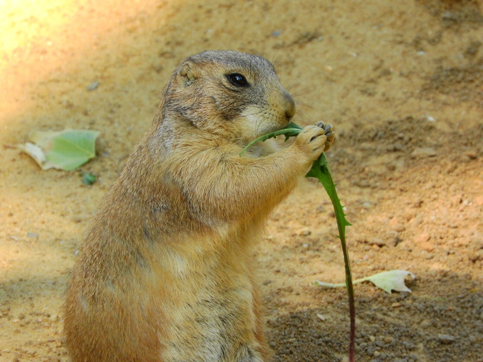 Nikon Coolpix P610 sample photo. Black-tailed prairie dog, cynomys photography