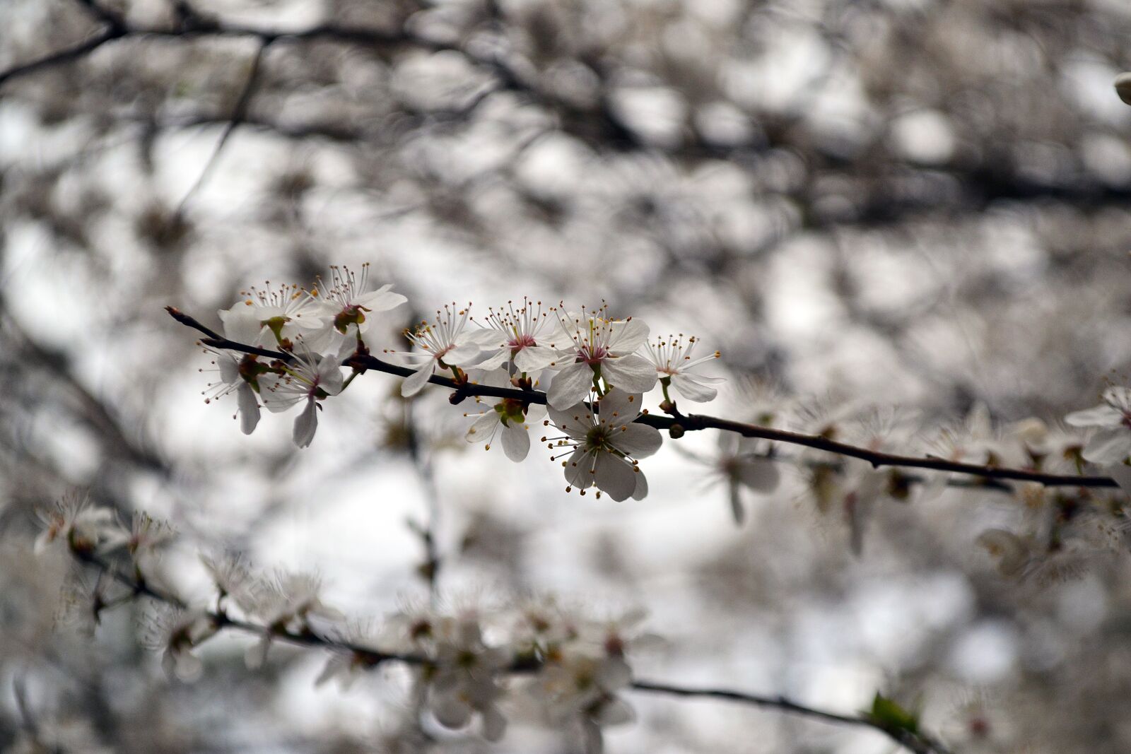 Nikon D3100 sample photo. Cherry, forest, nature photography