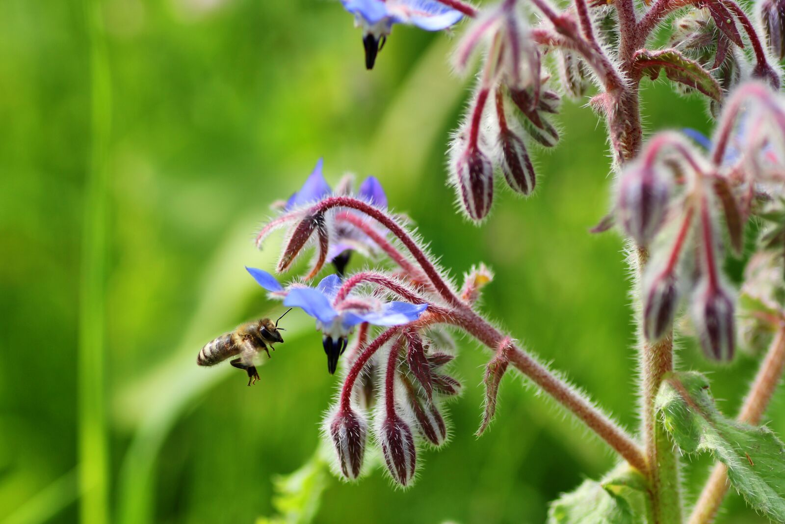 Tamron SP 90mm F2.8 Di VC USD 1:1 Macro sample photo. Bee, approach, blossom photography