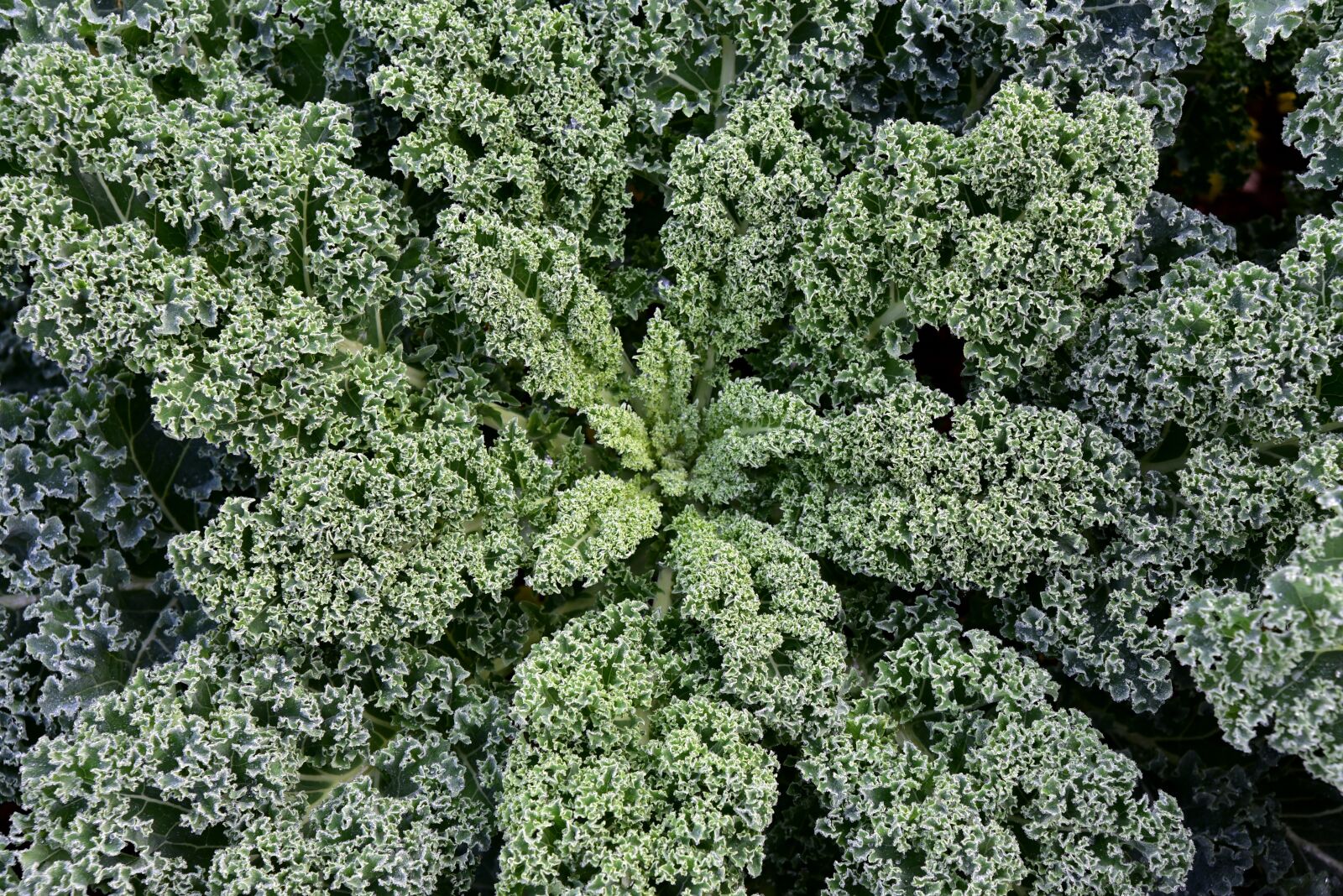 Nikon D750 sample photo. Kale, vegetables, food photography
