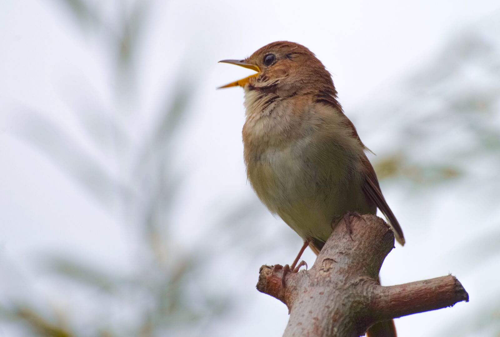 Pentax K-30 sample photo. Nightingale, bird, sing photography