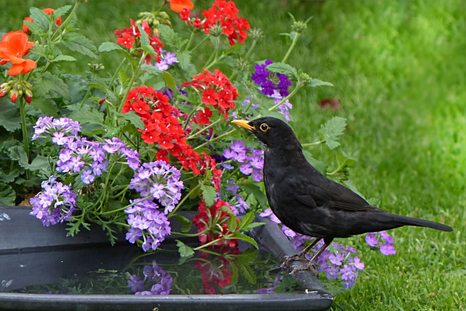 Panasonic Lumix DMC-FZ200 sample photo. Throttle, turdus philomelos, bird photography