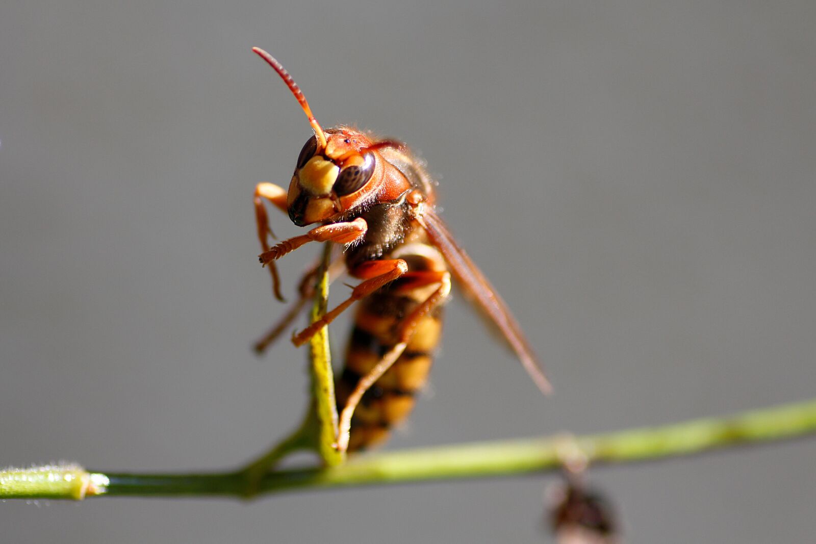 Canon EOS 650D (EOS Rebel T4i / EOS Kiss X6i) sample photo. Hornet, insect, macro photography