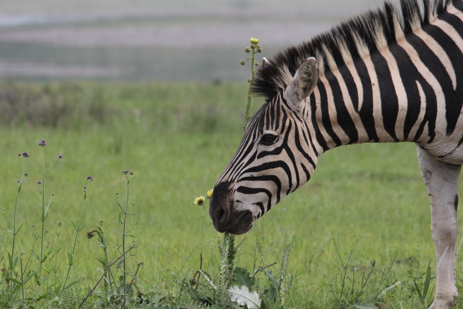 Canon EOS 60D sample photo. Zebra, burchell, camouflage photography