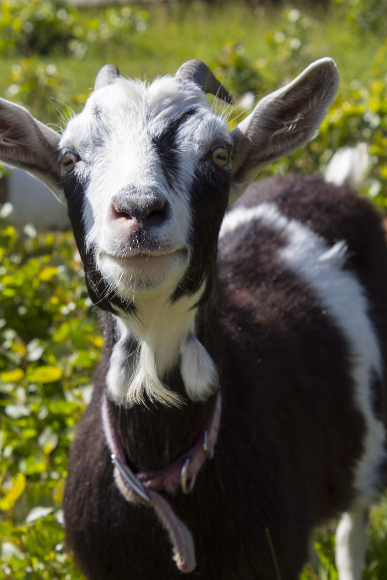 Canon EOS 1300D (EOS Rebel T6 / EOS Kiss X80) sample photo. Goat, farm, livestock photography