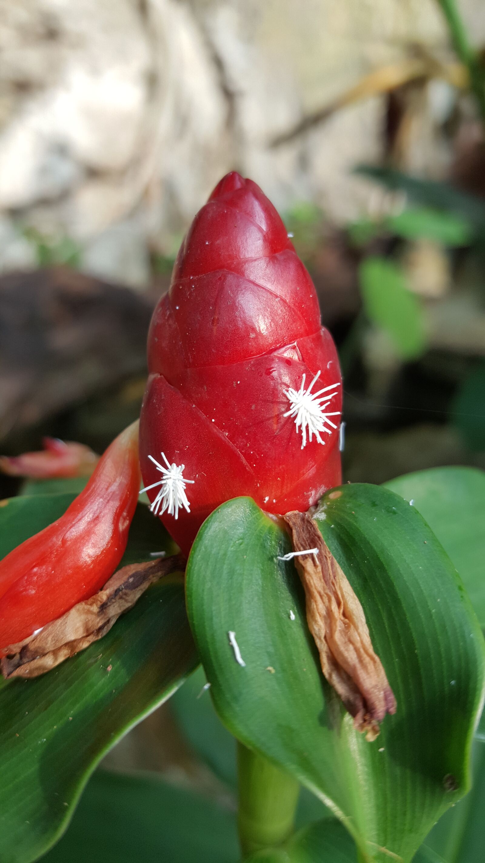 Samsung Galaxy Note5 sample photo. Red, close, fresh photography