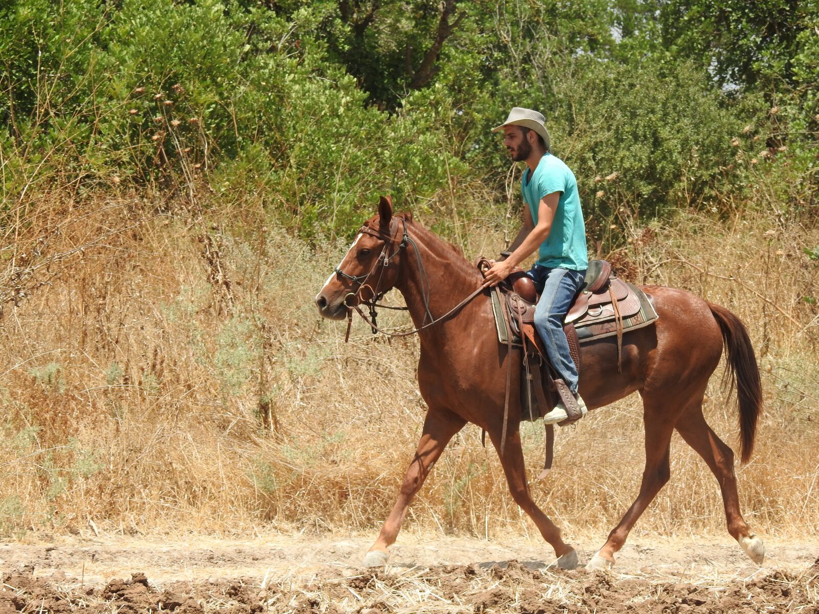 Nikon Coolpix P900 sample photo. Horse, ride, horses photography