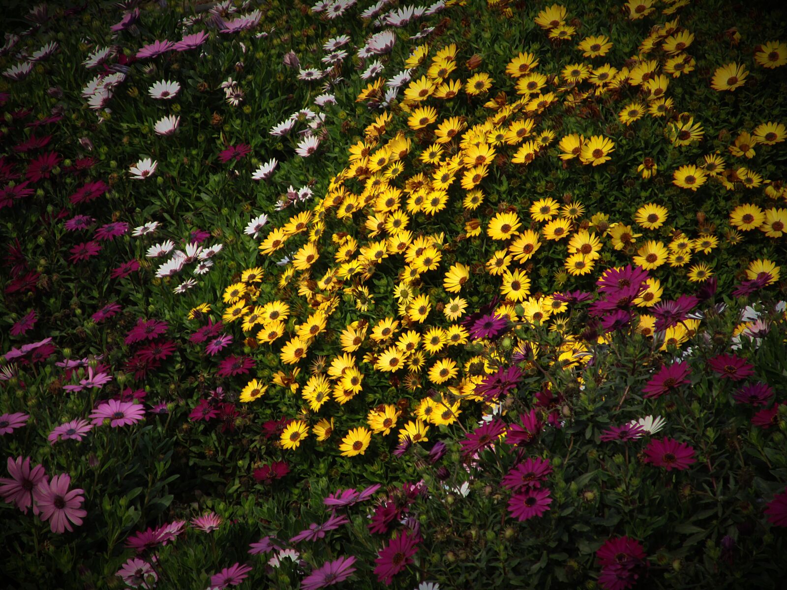 Canon PowerShot ELPH 150 IS (IXUS 155 / IXY 140) sample photo. Flower, flowers, flowery photography