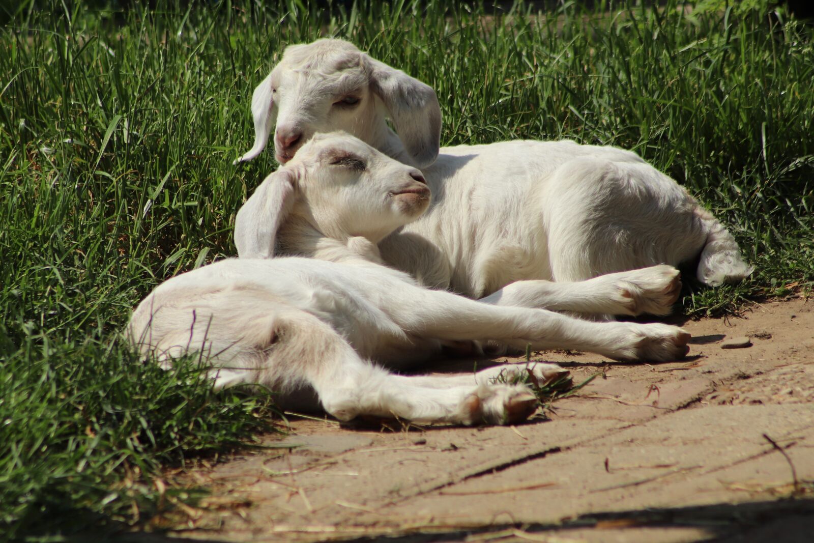 Canon EOS 800D (EOS Rebel T7i / EOS Kiss X9i) sample photo. Kid, goats, pets photography