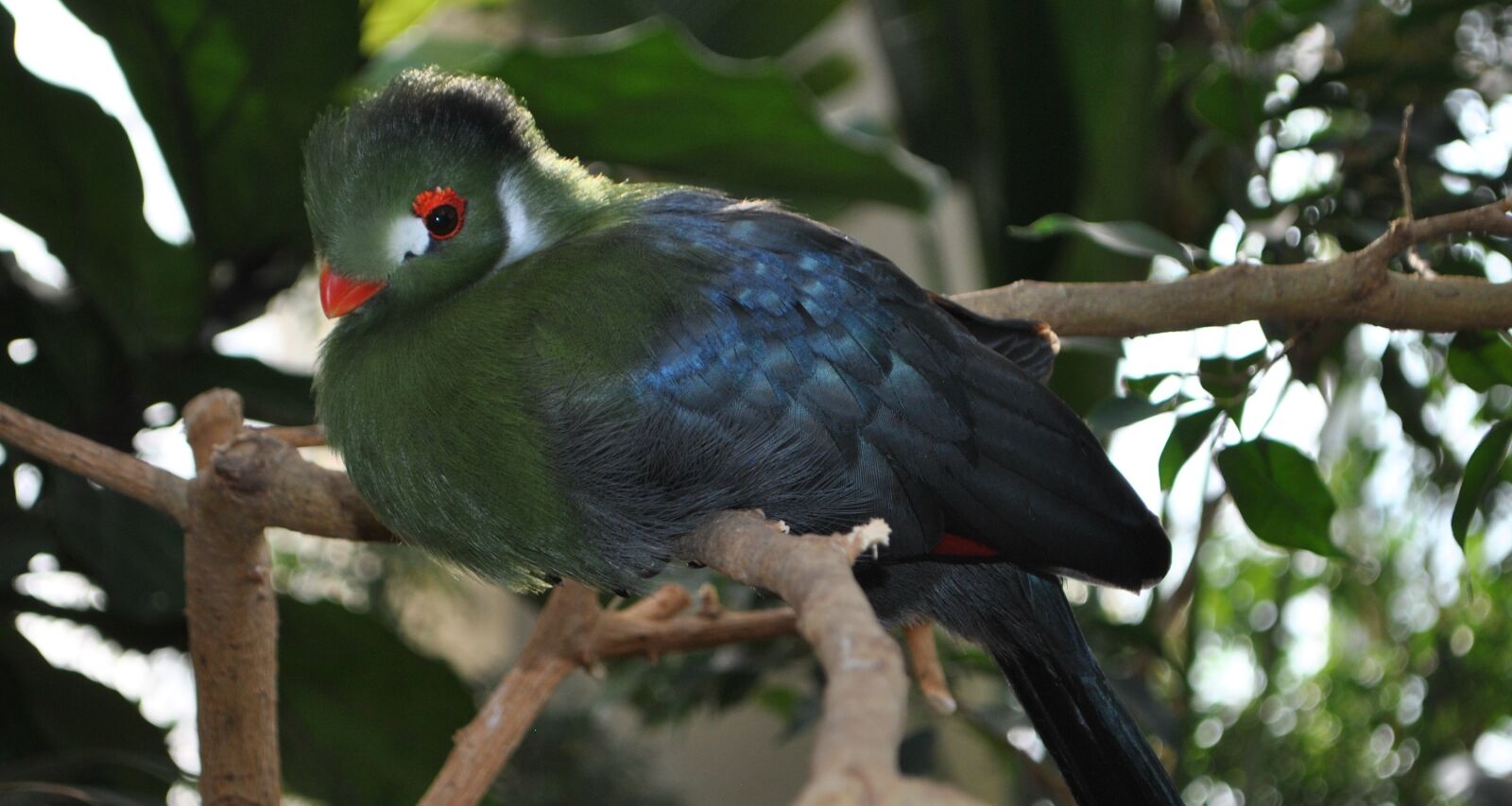 Nikon D3000 sample photo. Bird, feather, iridescent photography