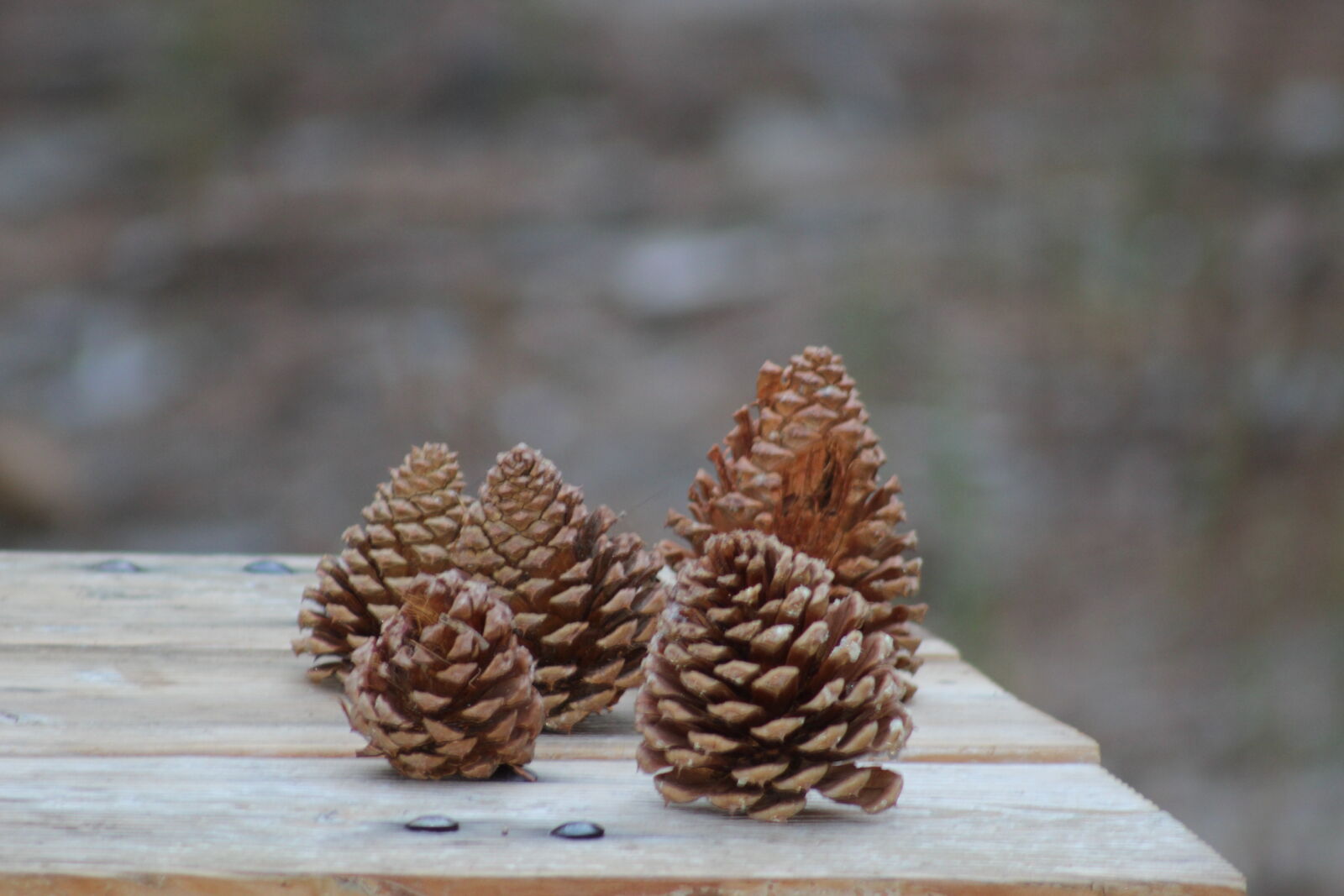 Canon EOS 600D (Rebel EOS T3i / EOS Kiss X5) + Canon EF 75-300mm f/4-5.6 sample photo. Pinecones photography