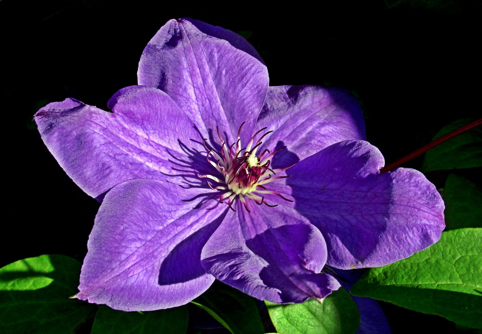 FujiFilm FinePix S1600 (FinePix S1770) sample photo. Clematis, creeper, flower photography
