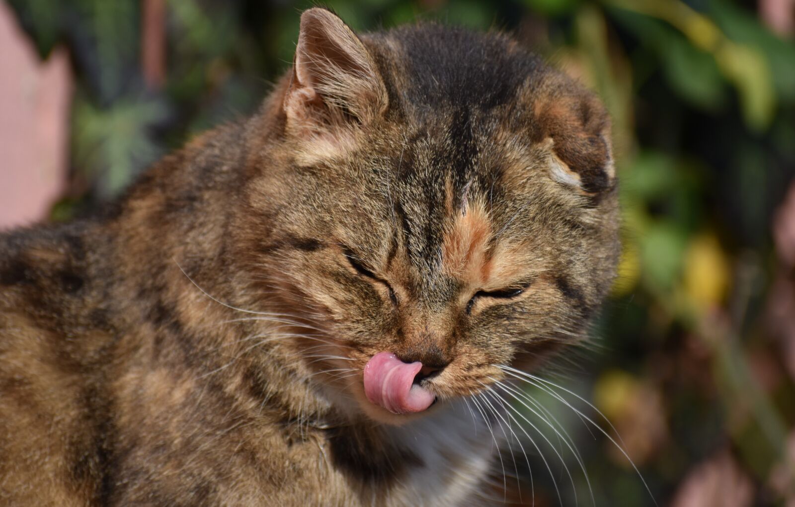 Nikon D3500 sample photo. Cat, portrait, animal photography
