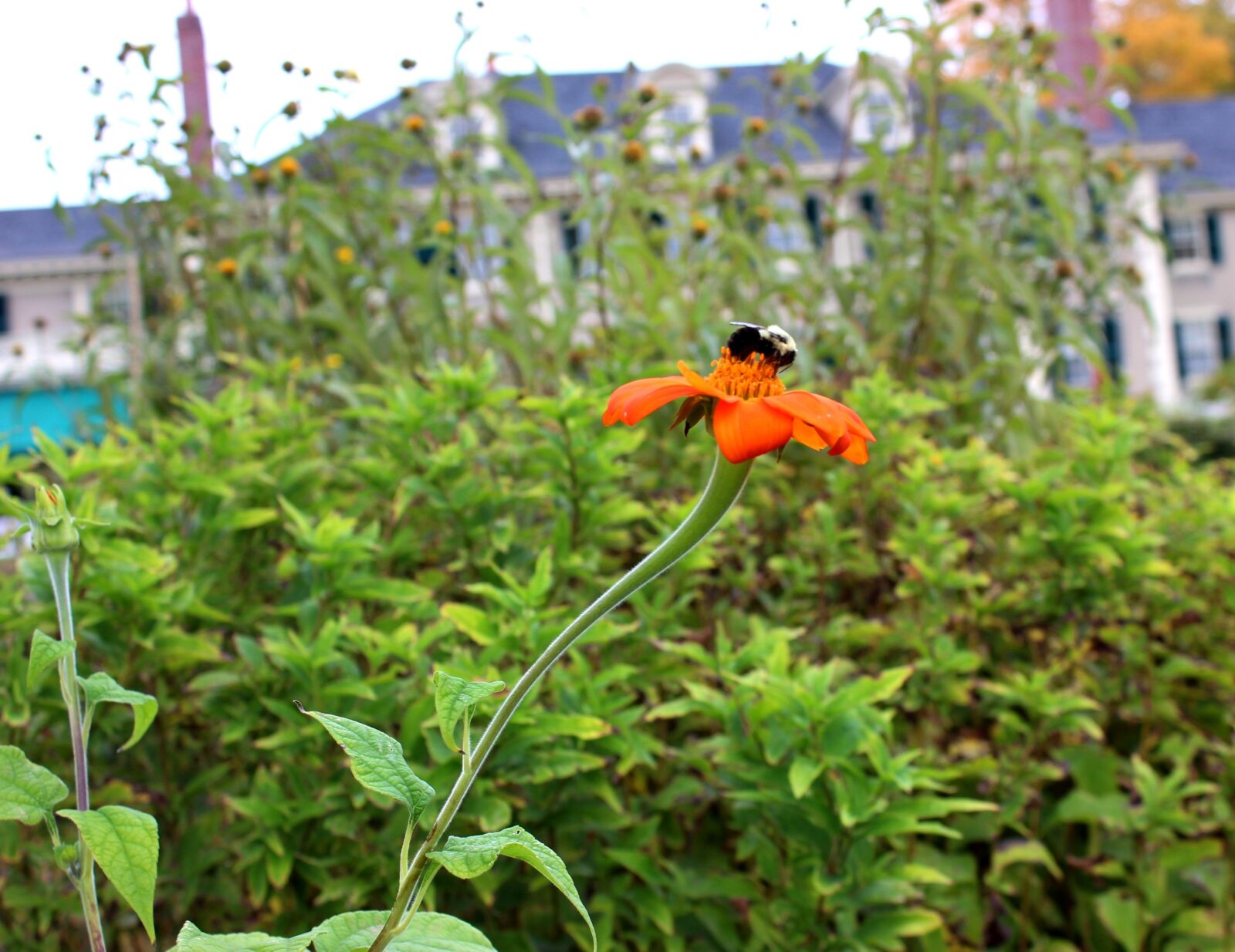 Canon EOS 600D (Rebel EOS T3i / EOS Kiss X5) sample photo. Bee, flower, nature photography
