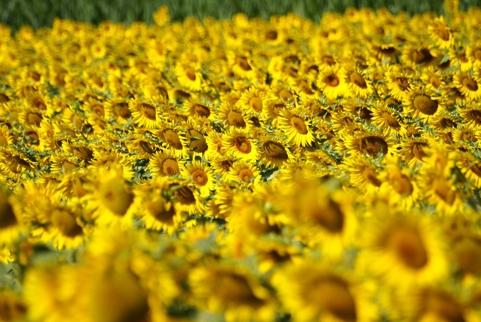 Sony Alpha DSLR-A100 sample photo. Cultivation, sunflowers, tuscany photography