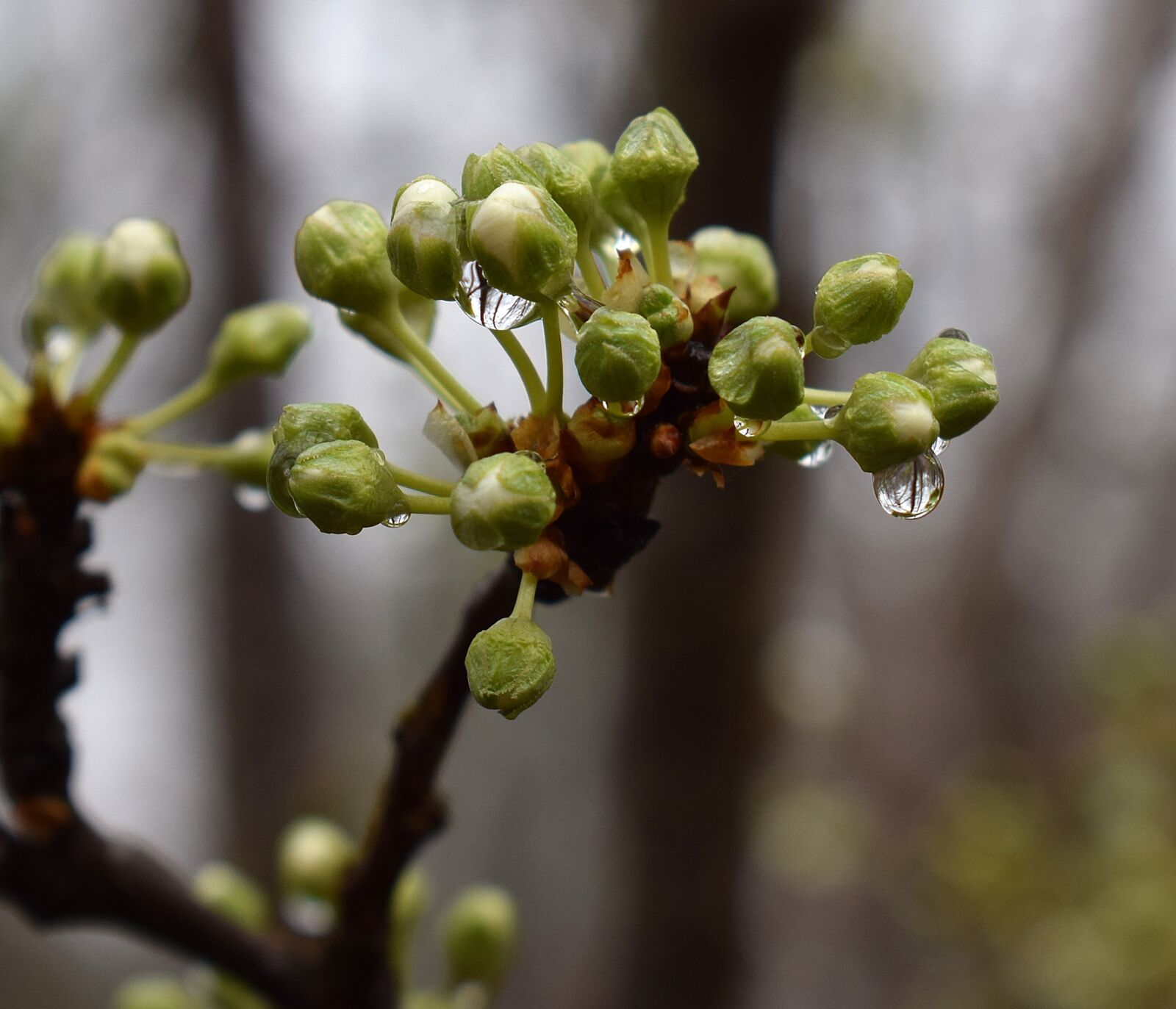 Nikon D3300 sample photo. Rain-wet cherry blossom buds photography