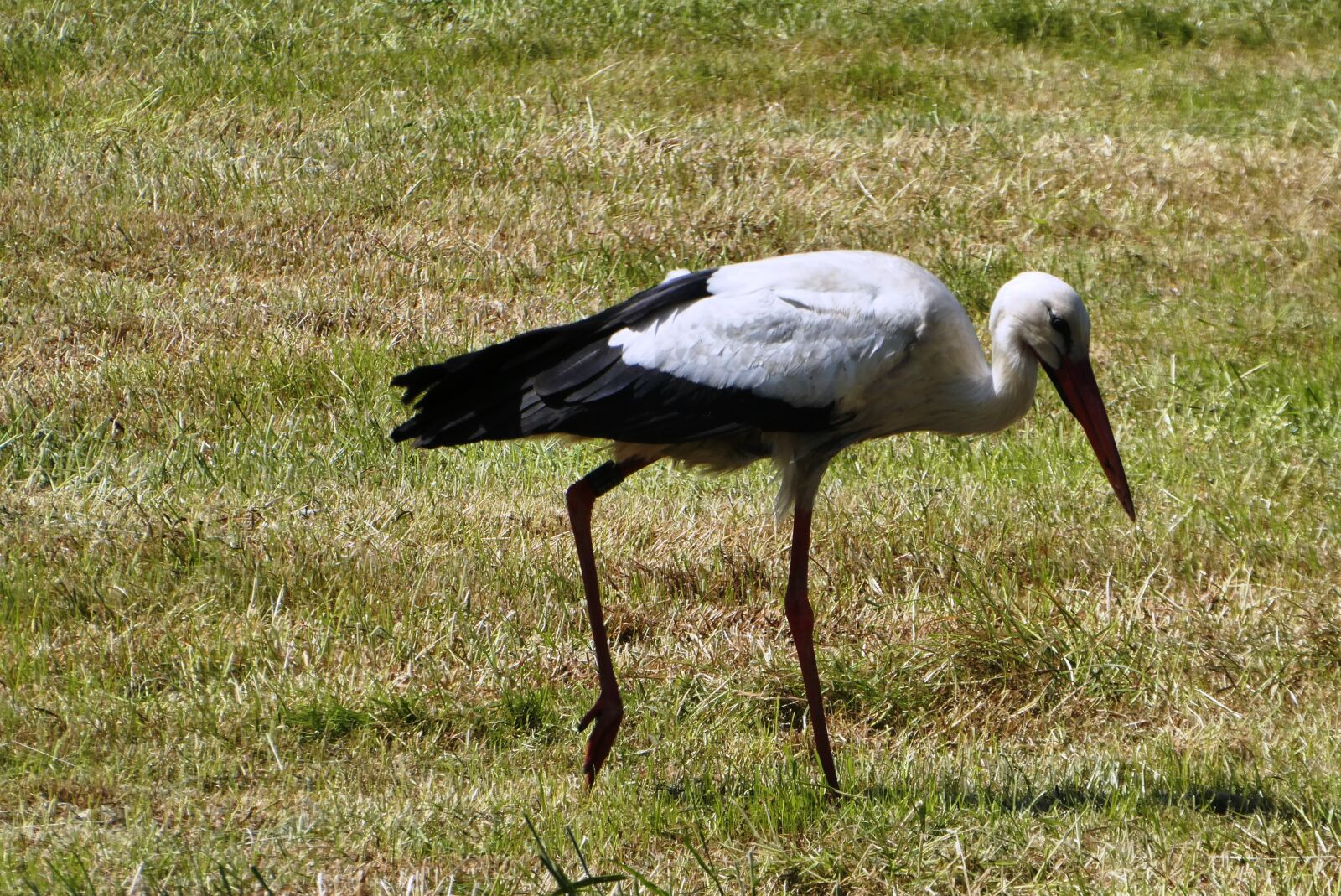 Panasonic Lumix DC-ZS70 (Lumix DC-TZ90) sample photo. Stork, pasture, spring photography