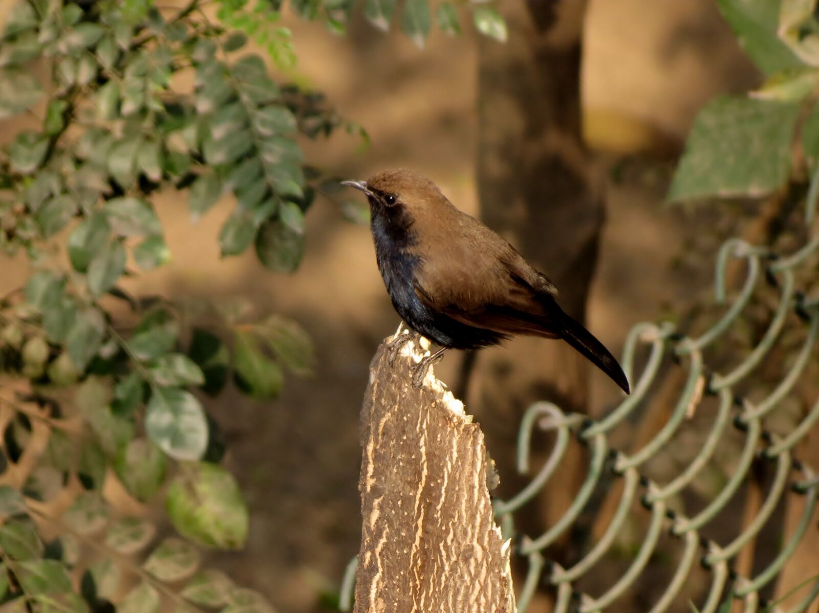 Canon PowerShot SX40 HS sample photo. Bird, canon, indian, robin photography