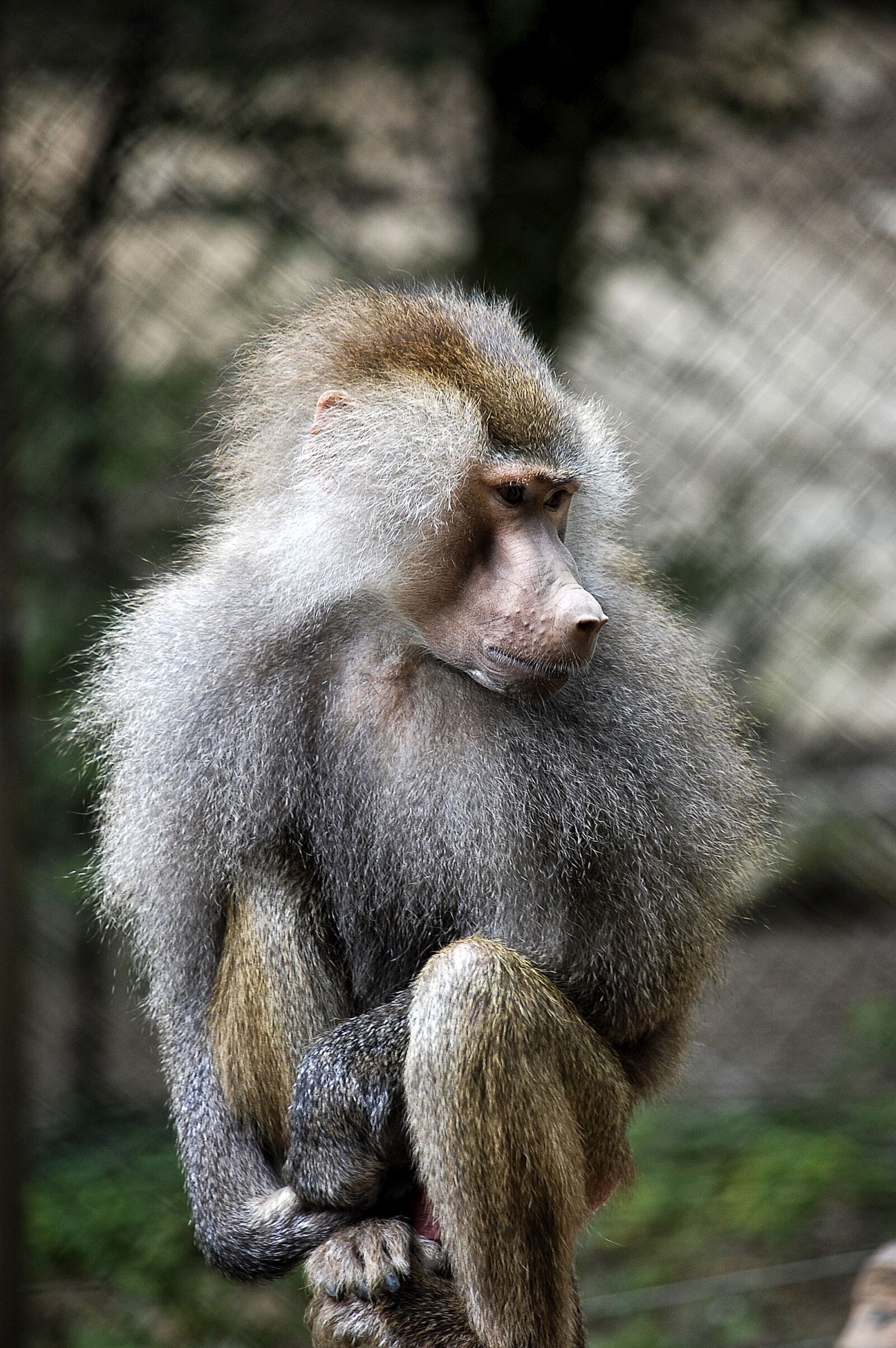 Nikon D40 sample photo. Fauna, primates, apes photography