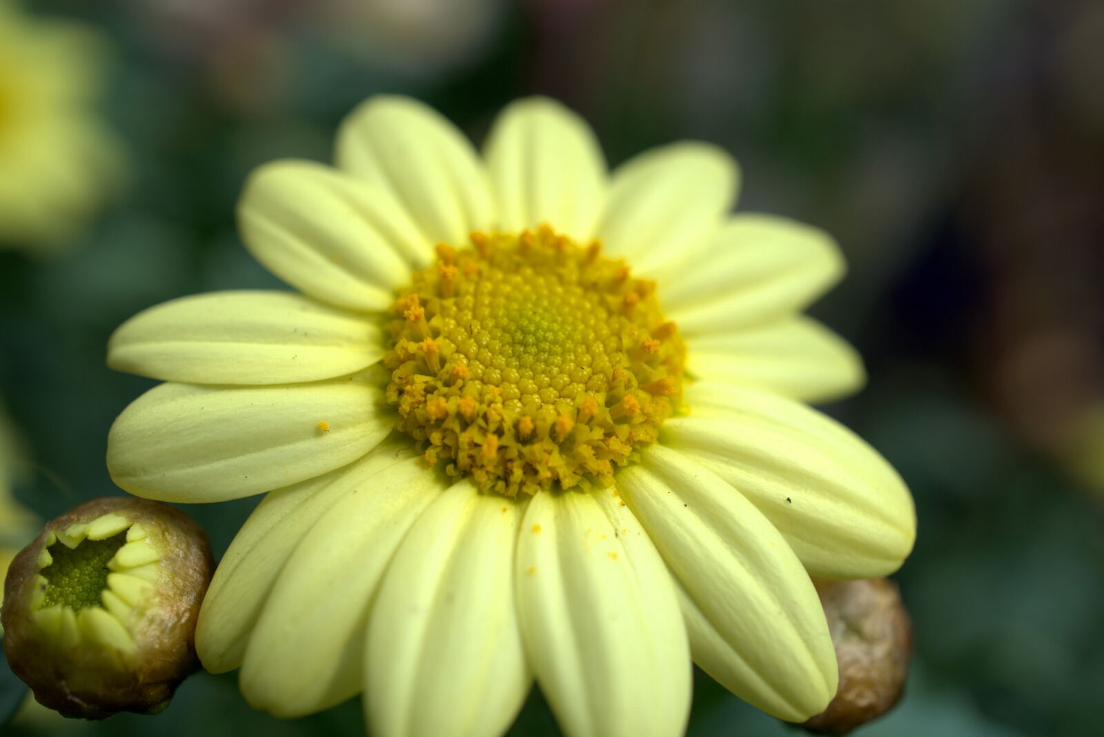 Sony E 30mm F3.5 Macro sample photo. Blossom, bloom, flower photography