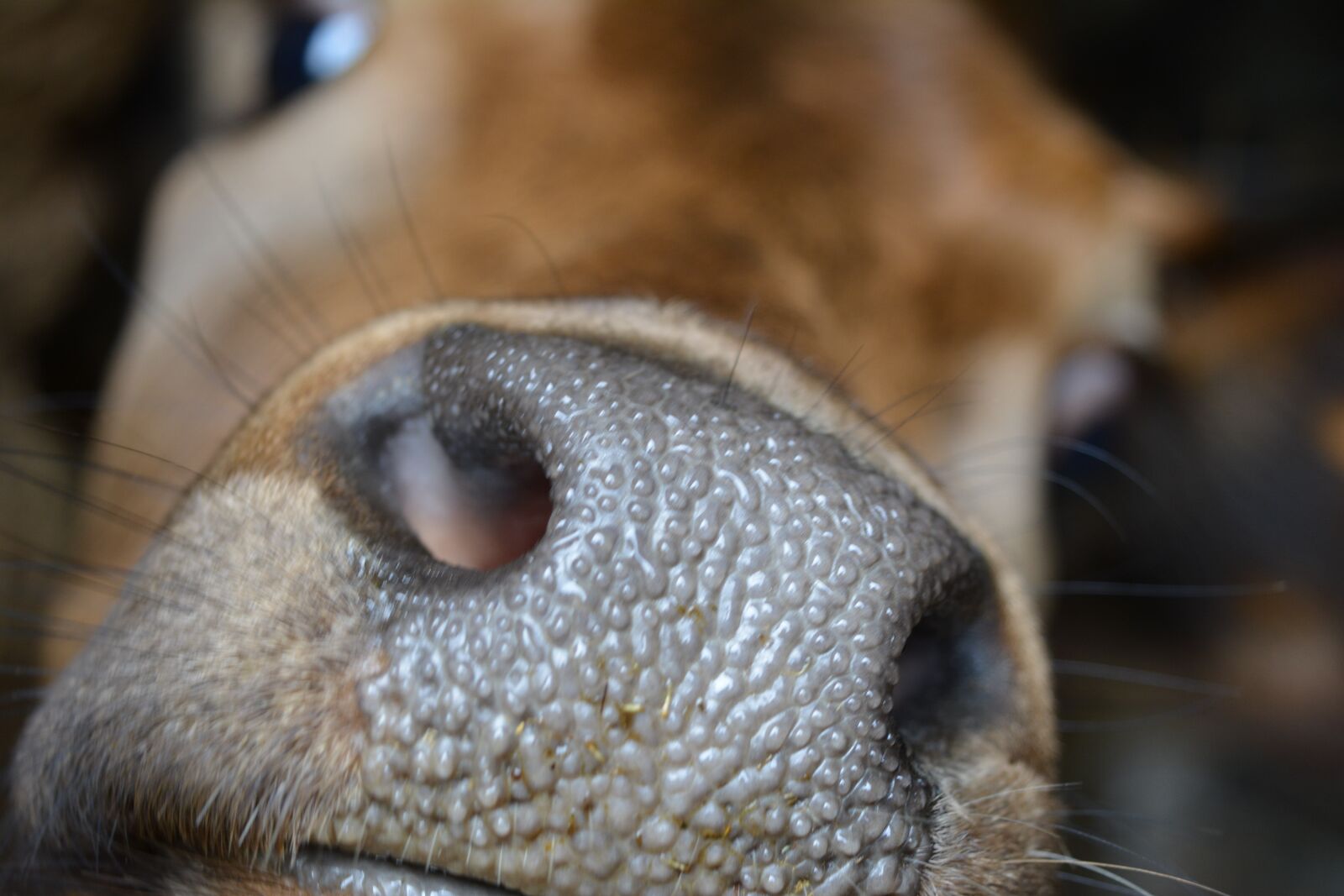 Nikon D5200 sample photo. Cow nose, cow head photography